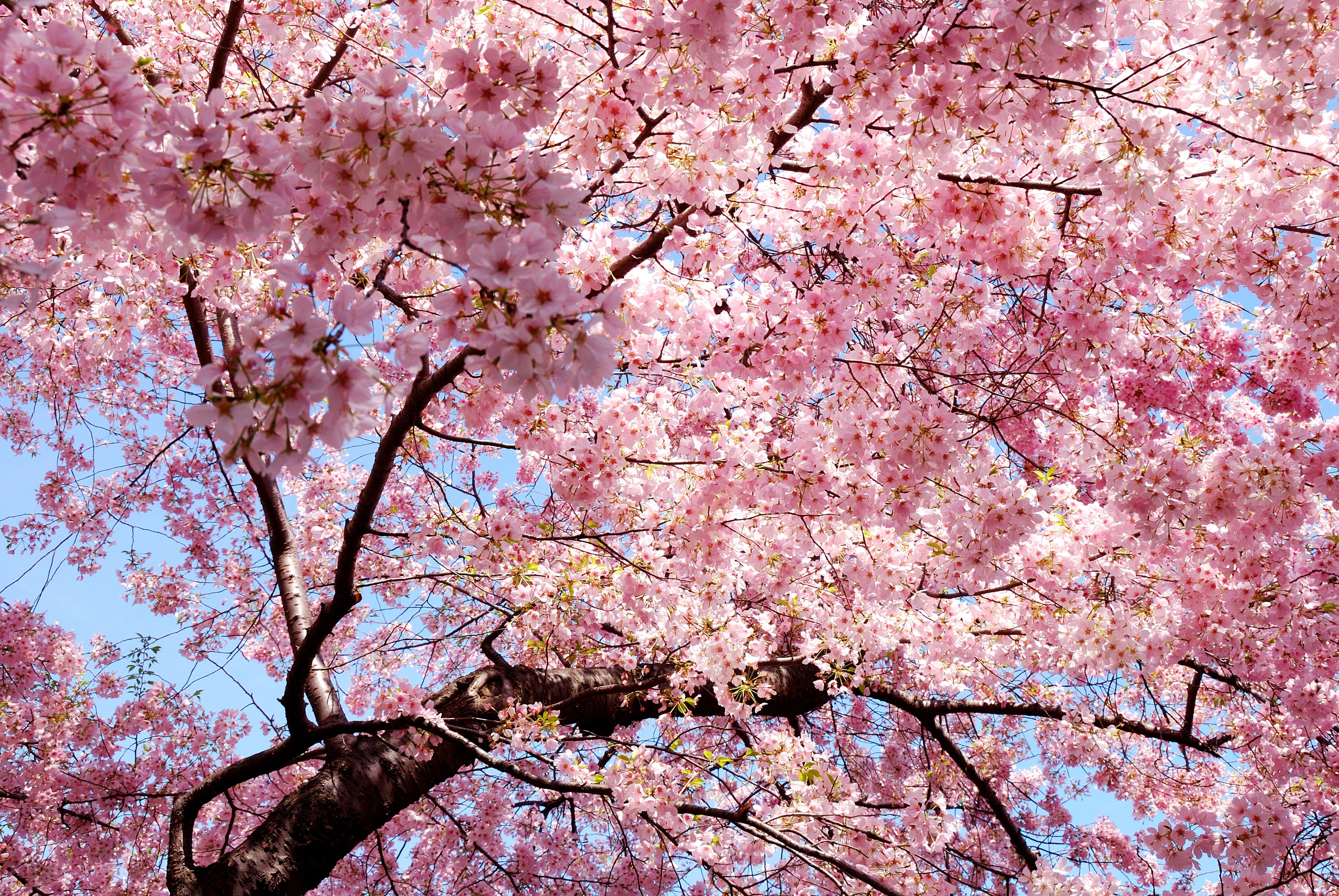 Pink cherry blossoms on tree branches against blue sky HD Wallpaper