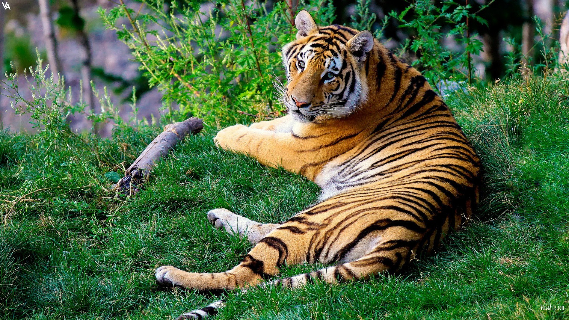 Tiger resting on a grassy hill HD Wallpaper