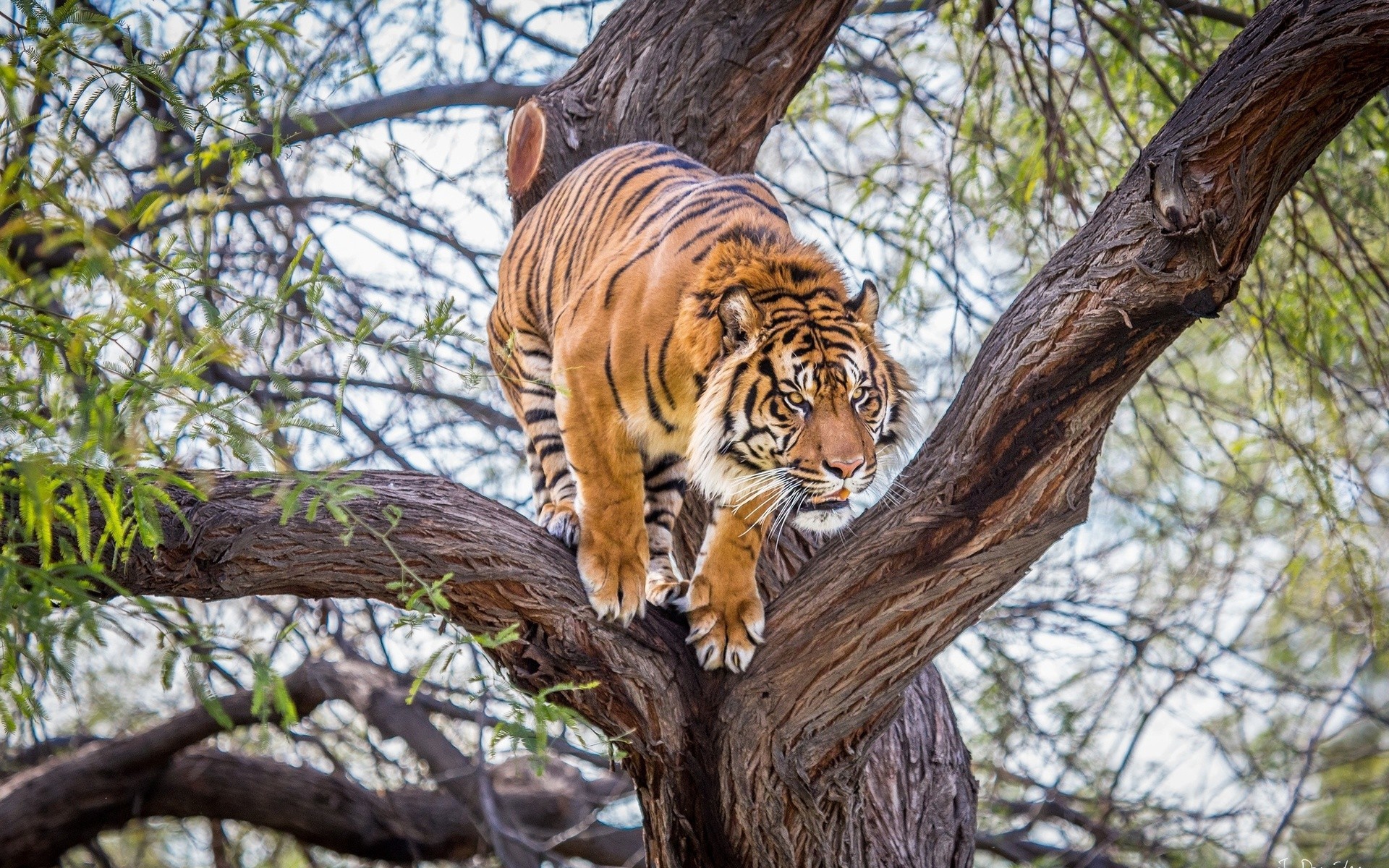 Tiger climbing on a tree HD Wallpaper