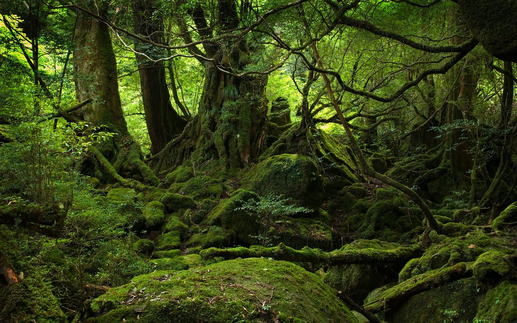 Mossy forest with ancient trees and rocks HD Wallpaper