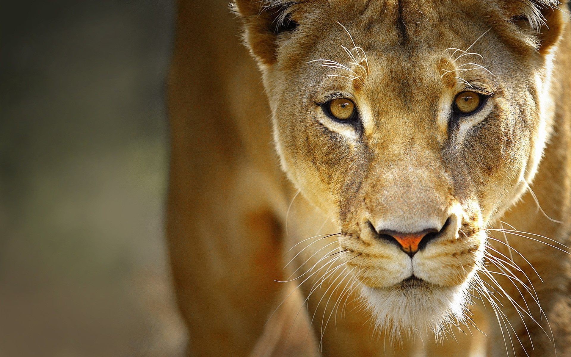 Close-up of a lioness with yellow eyes HD Wallpaper