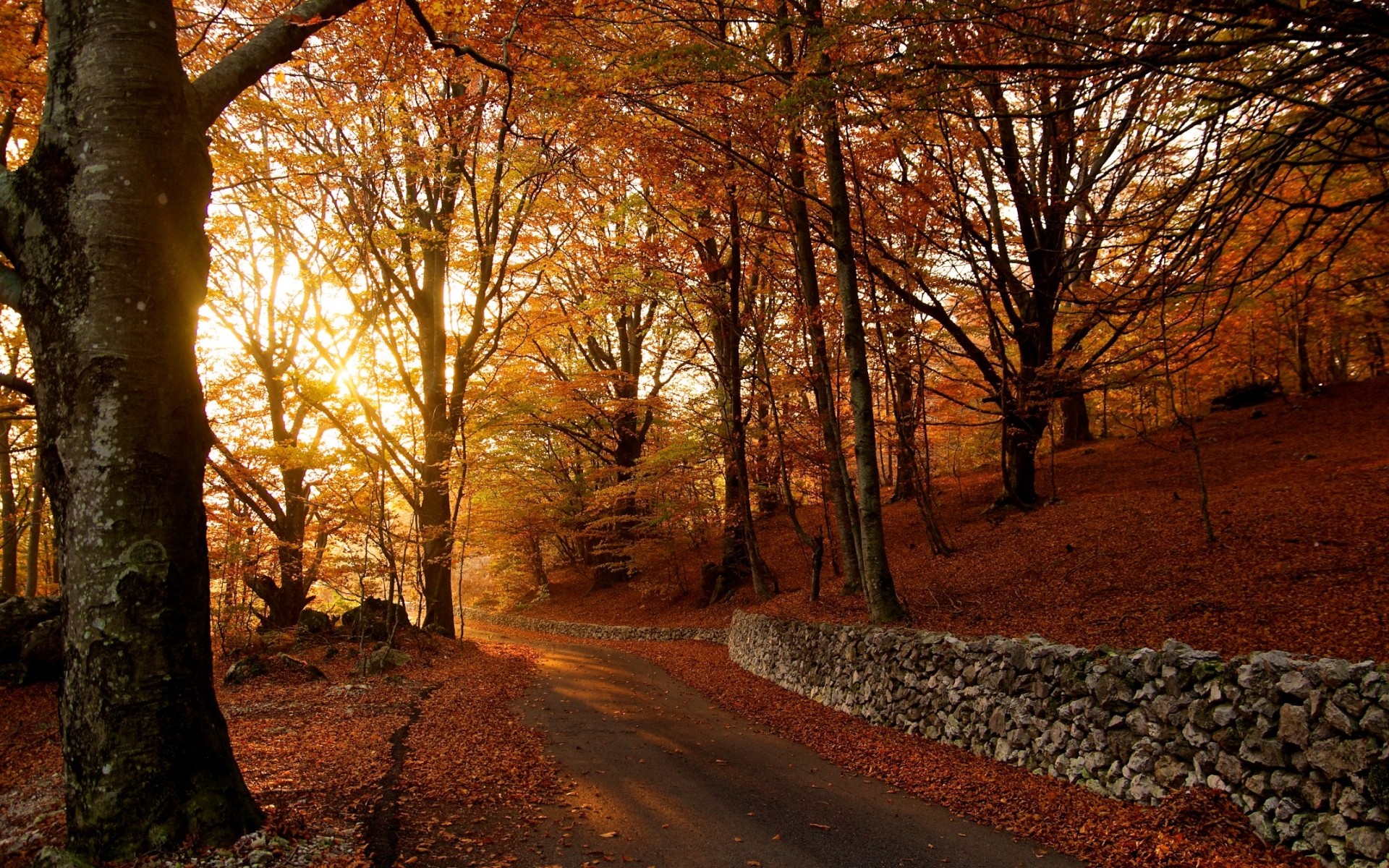 Autumn forest road with stone wall and sunlit trees HD Wallpaper