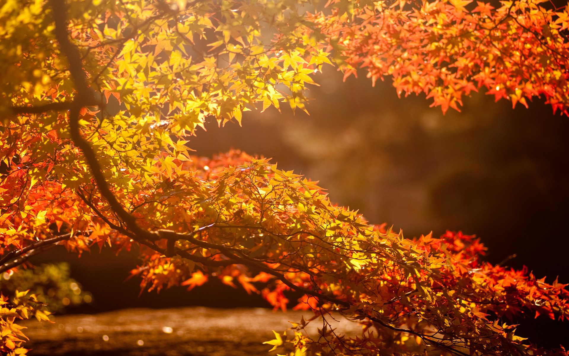 Sunlight filtering through autumn leaves on branches HD Wallpaper