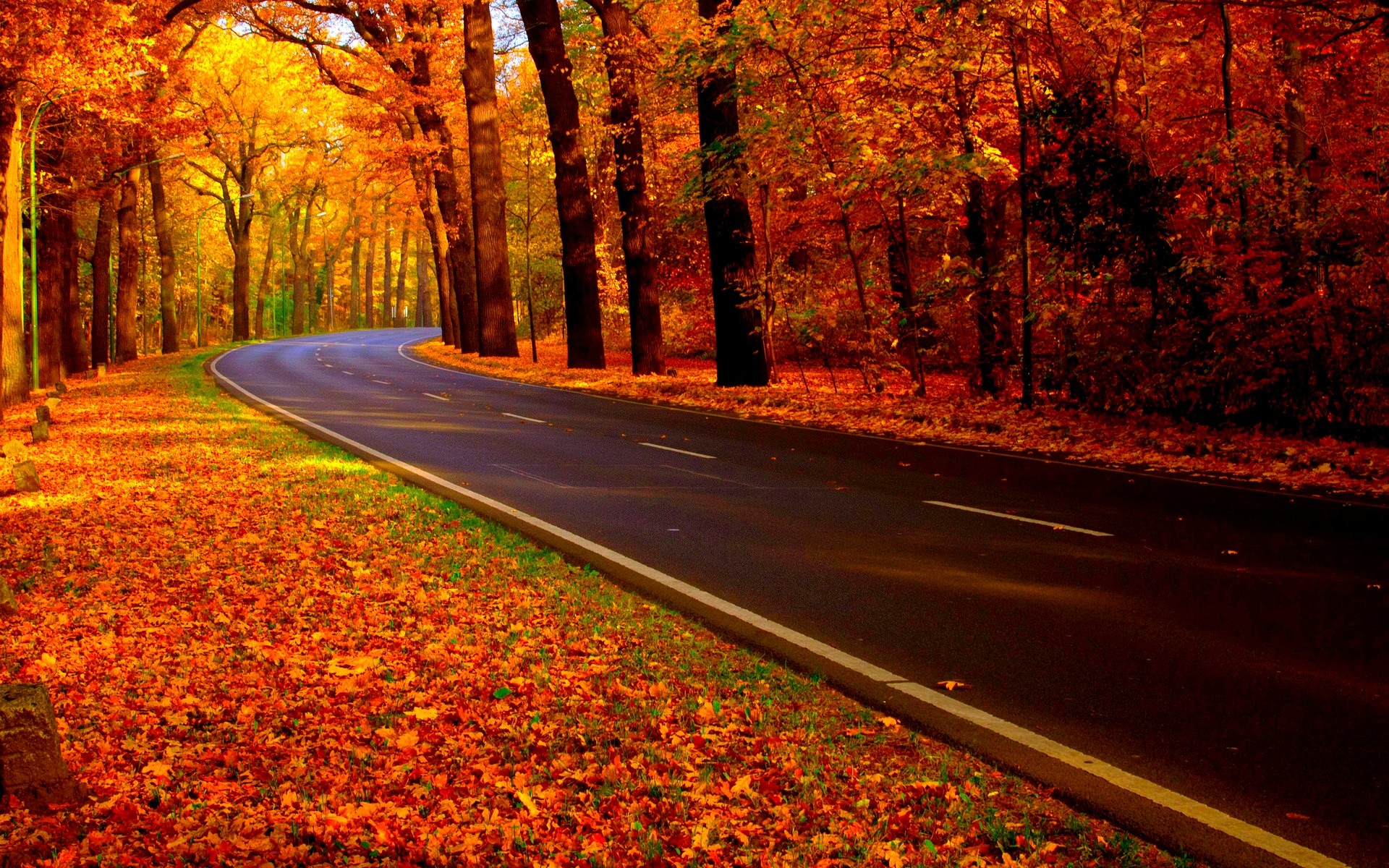 Road through a forest in autumn HD Wallpaper
