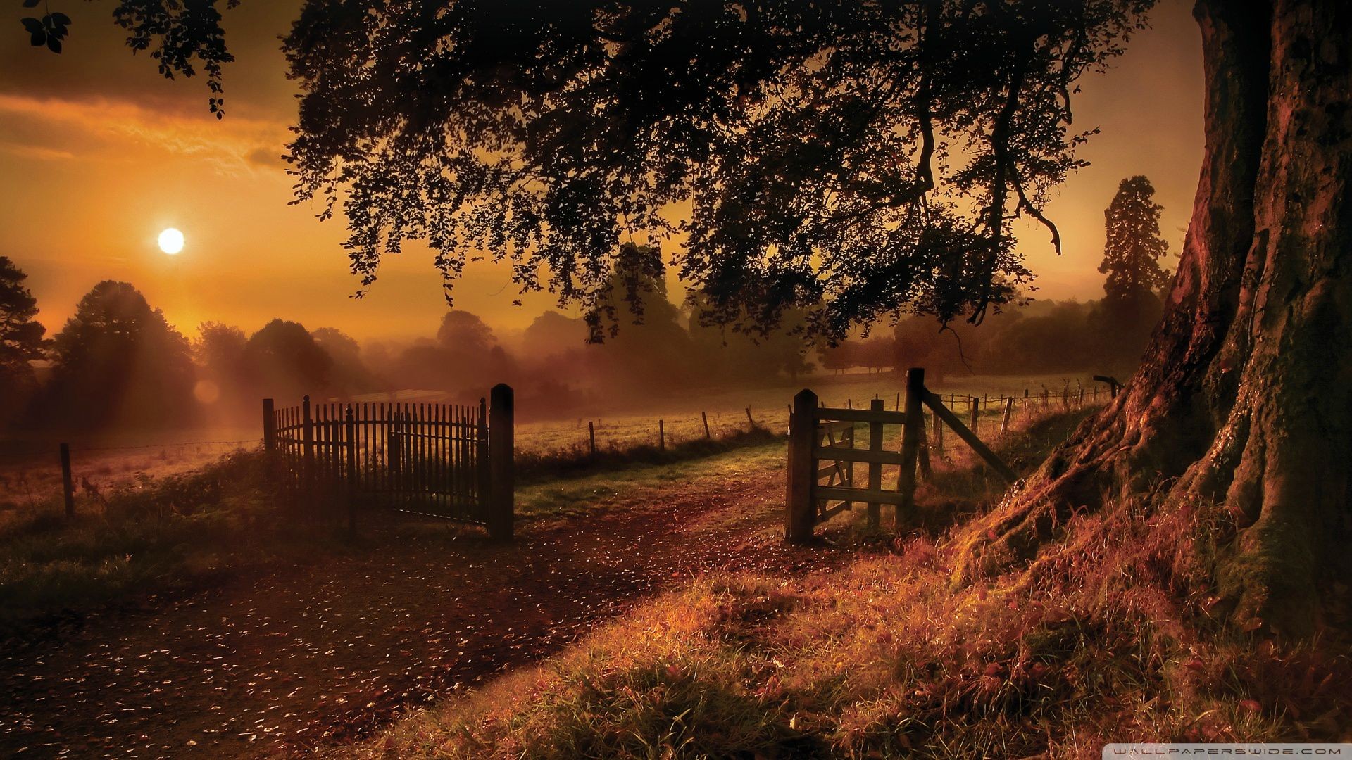 Autumn landscape with a sunset and a large tree HD Wallpaper