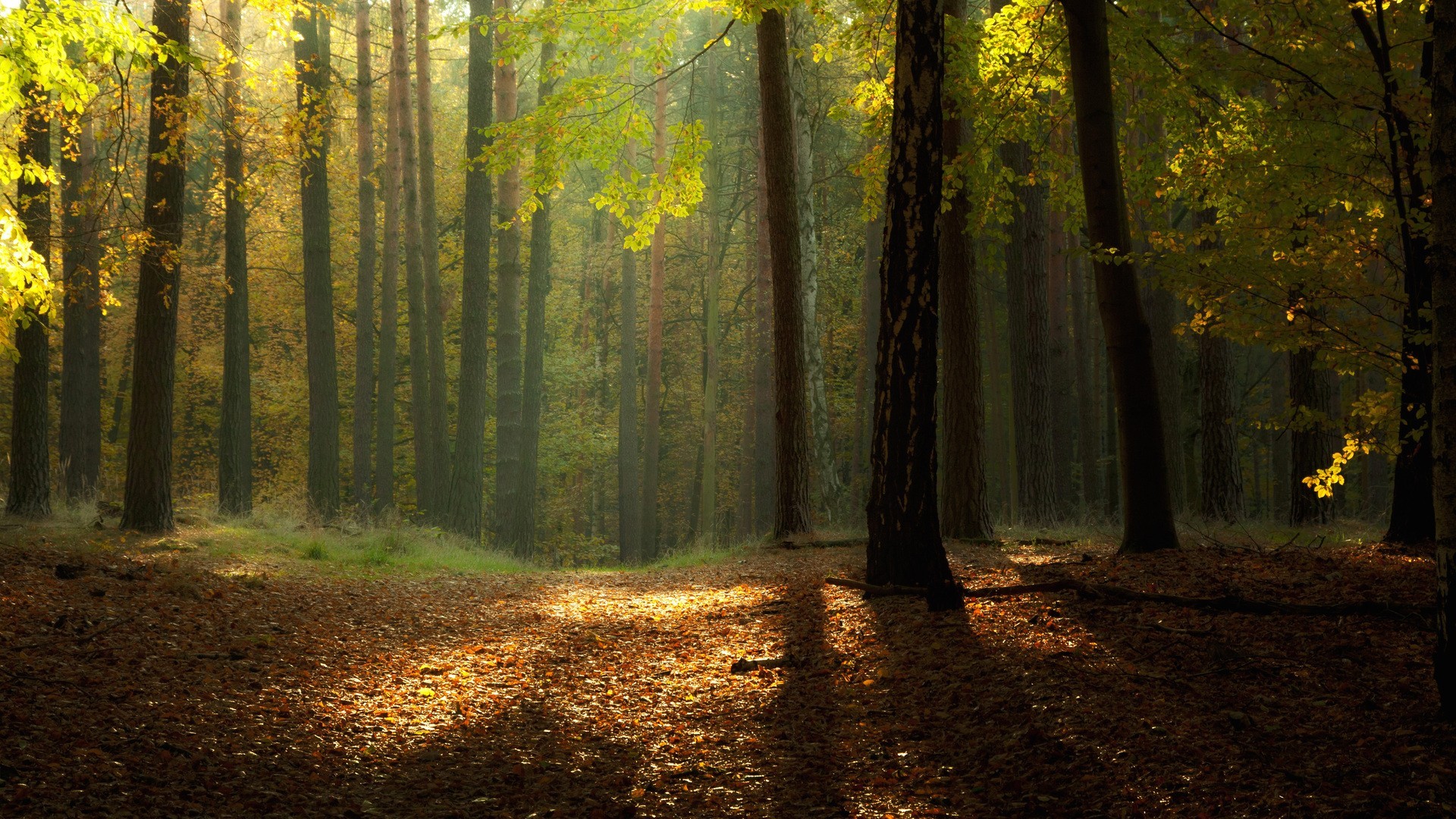 Sunlight filtering through trees in a fall forest HD Wallpaper