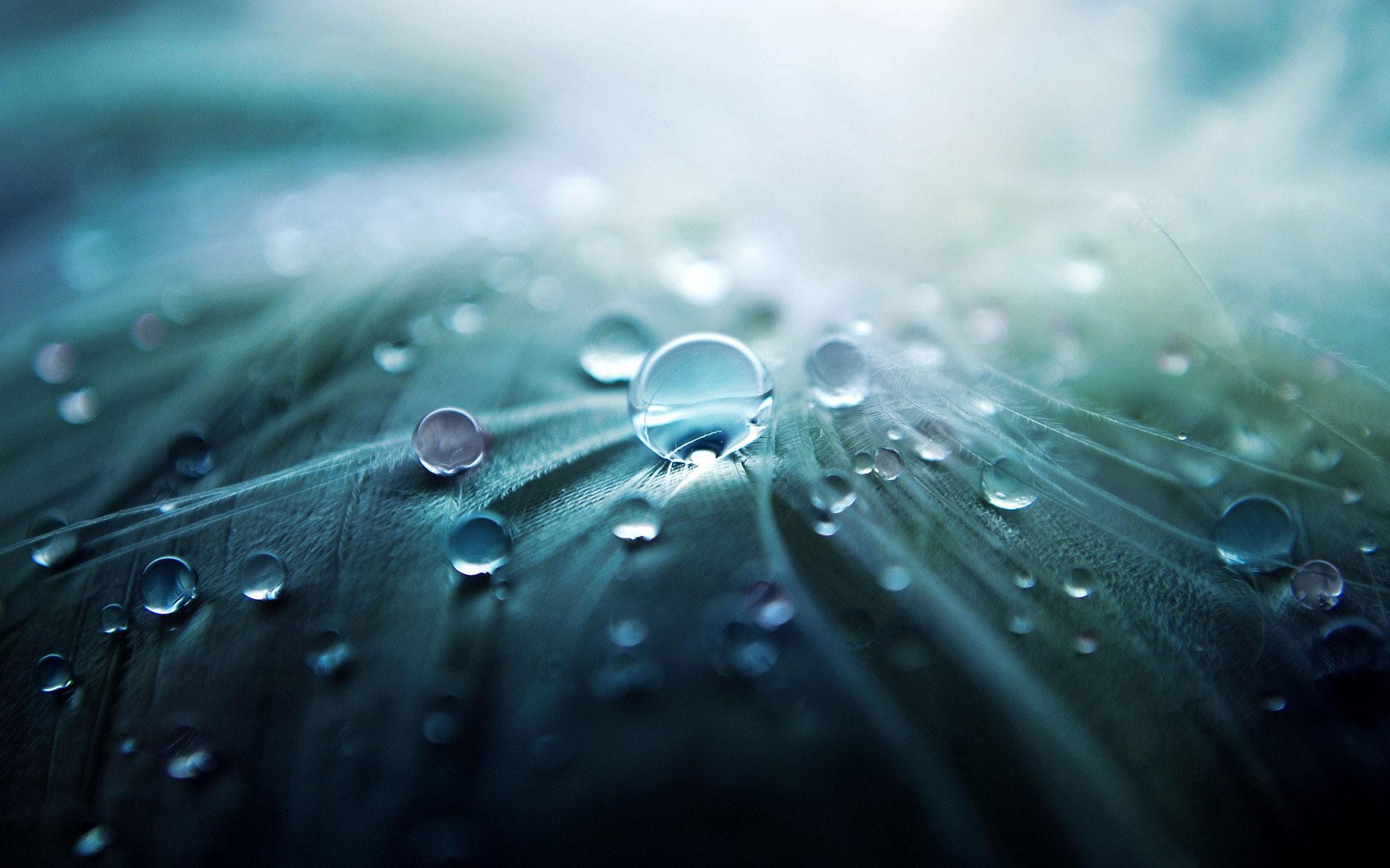 Macro view of water drops on a feather HD Wallpaper