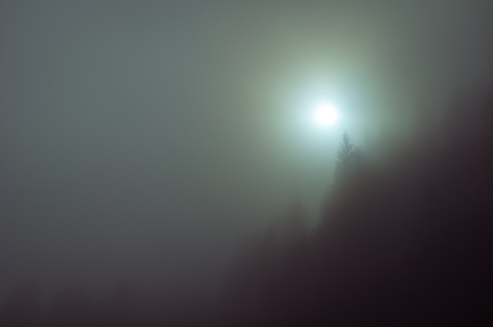 Sunlight through mist over trees HD Wallpaper