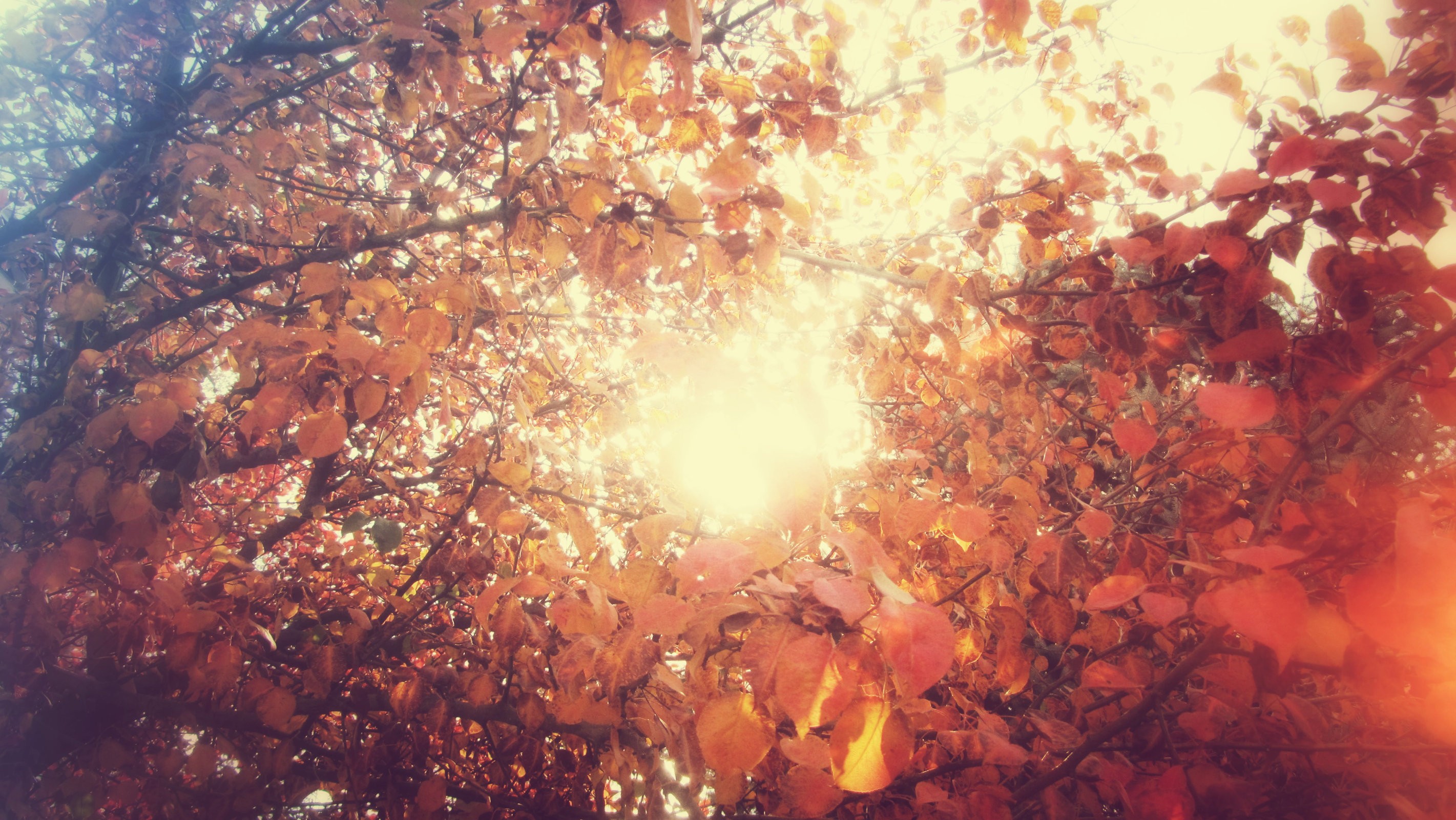 Sunlight filtering through autumn leaves on trees HD Wallpaper