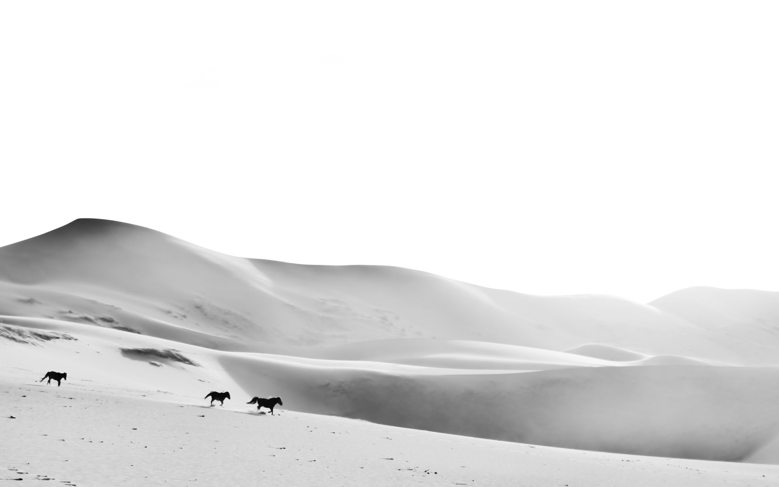 Horses running across sand dunes in a monochrome desert landscape HD Wallpaper