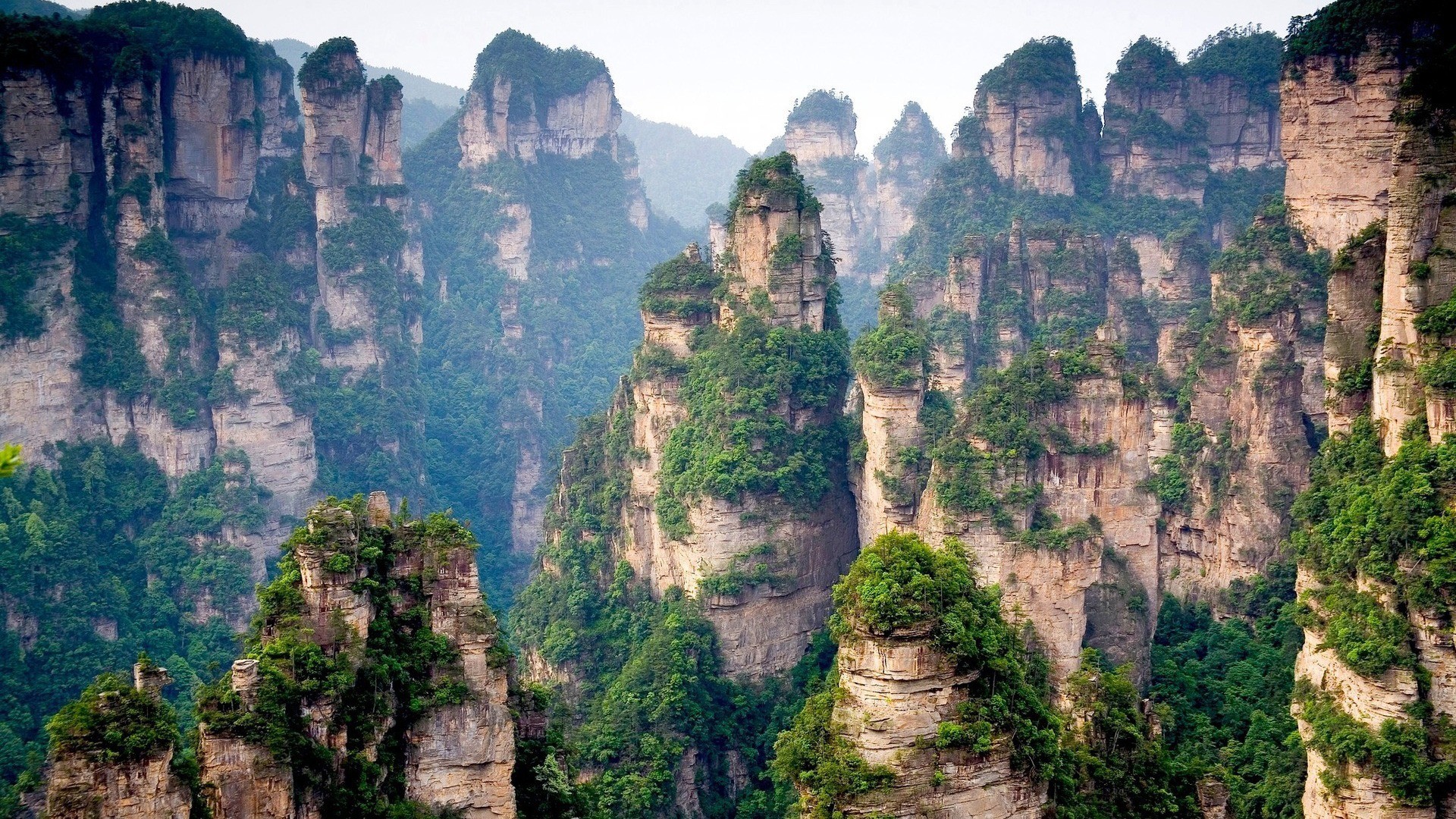 Tianzi Mountains in China with green trees HD Wallpaper
