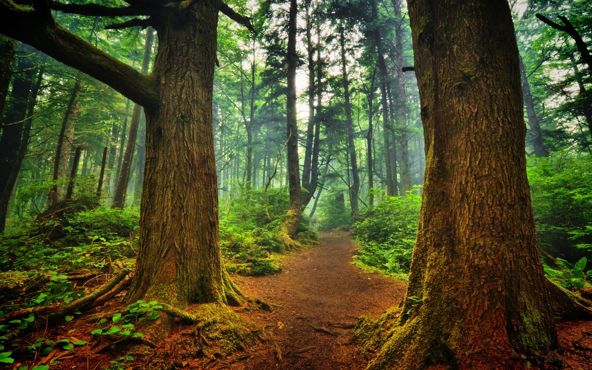 A path through a dense, green forest with tall trees HD Wallpaper