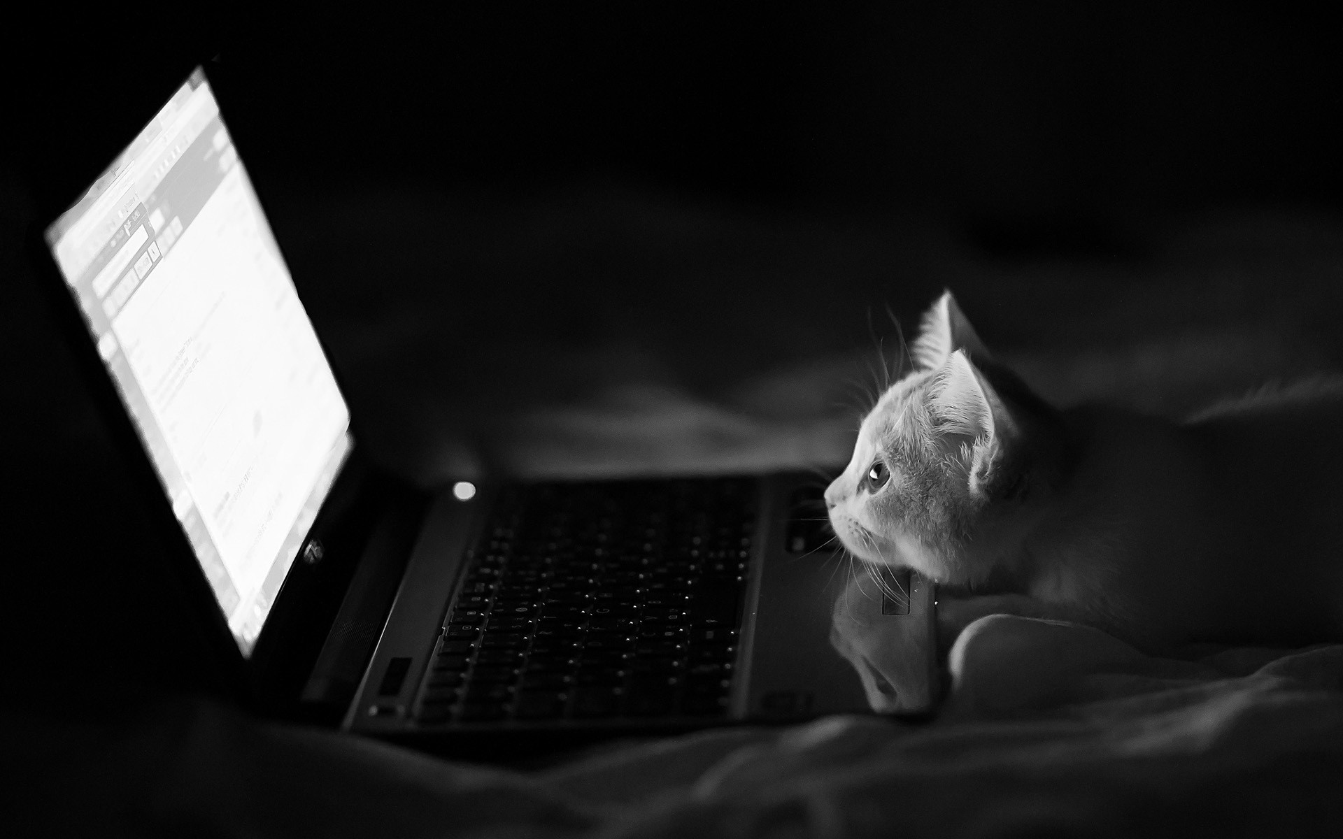 Cat looking at a laptop screen in monochrome HD Wallpaper