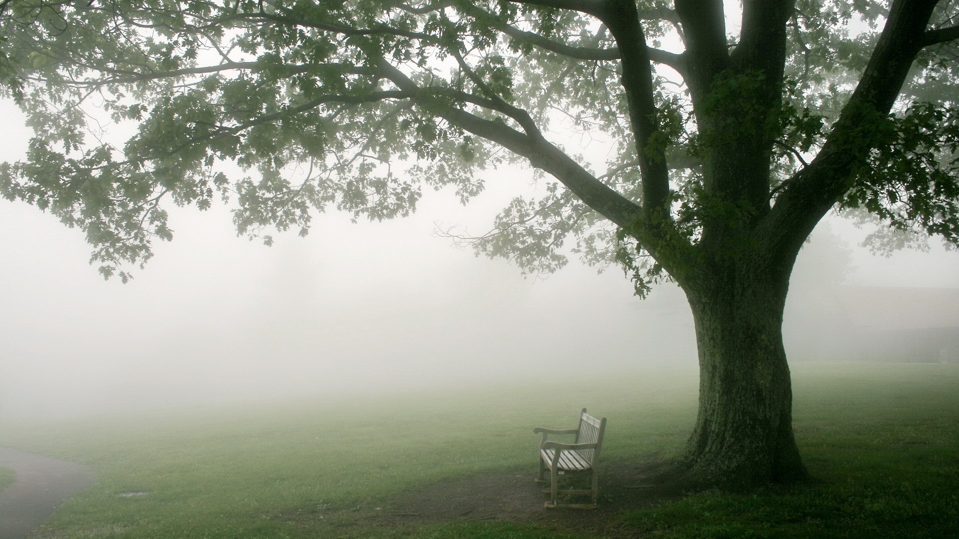 A park bench under a large tree on a foggy day HD Wallpaper