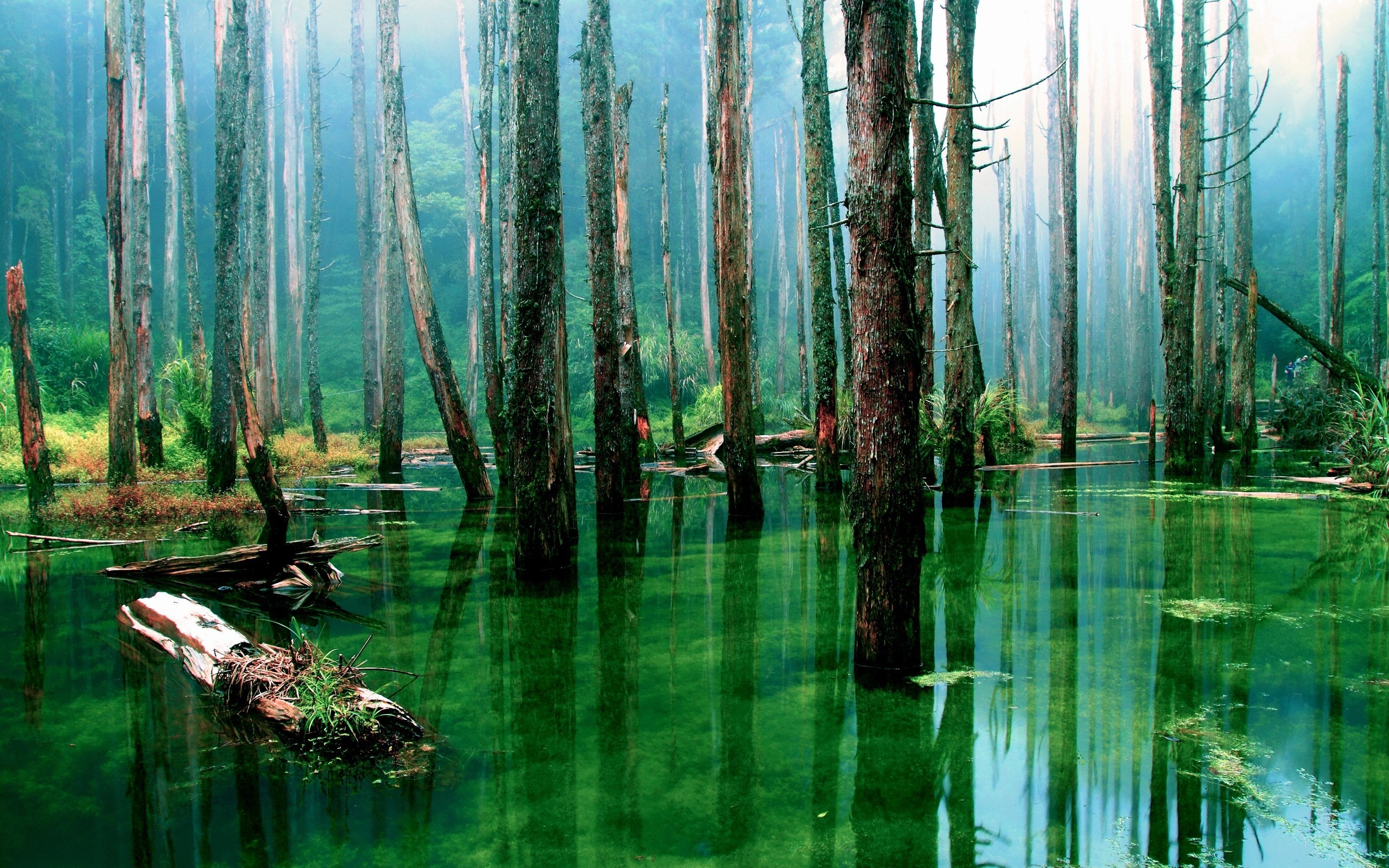 A swamp with tall trees and green water HD Wallpaper