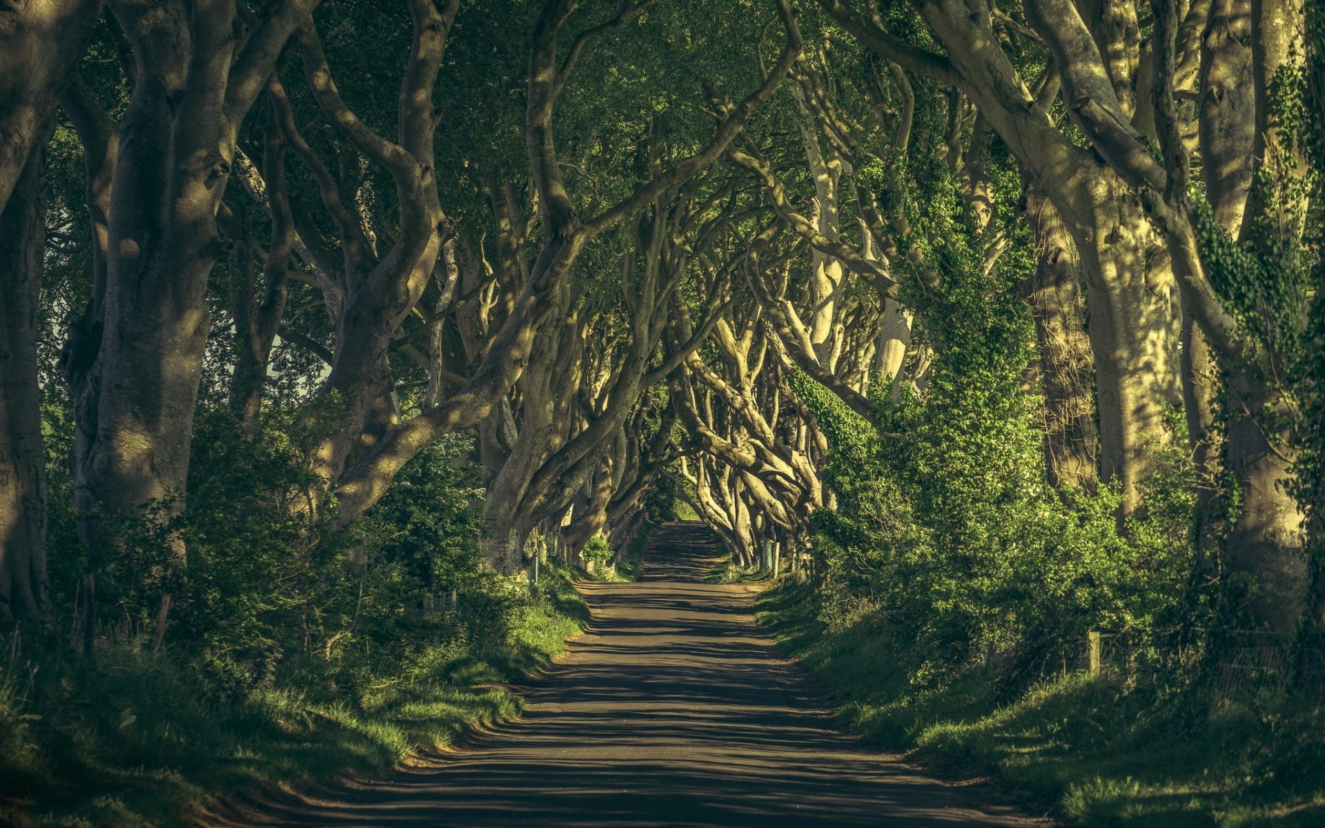The Dark Hedges path lined with ancient trees HD Wallpaper
