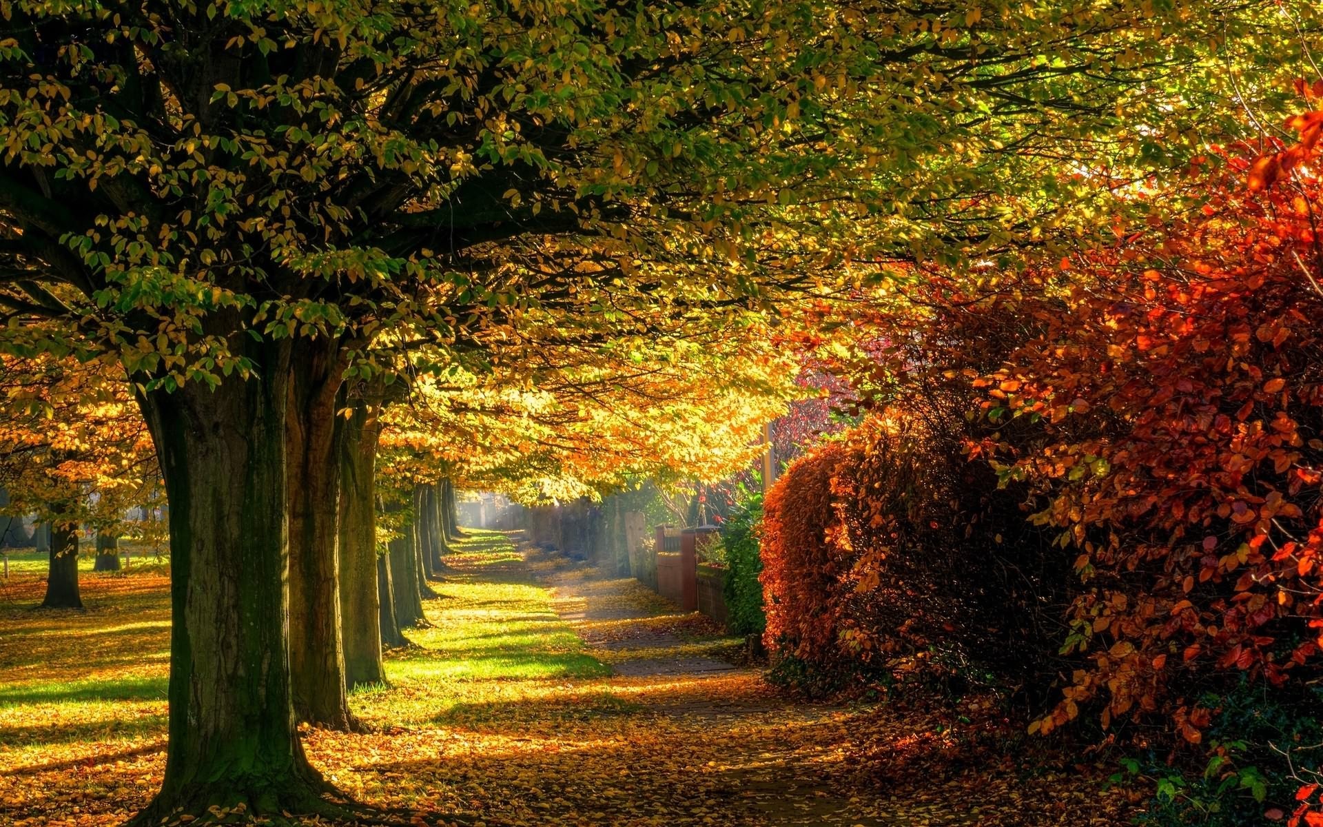Autumn park with trees and fallen leaves HD Wallpaper