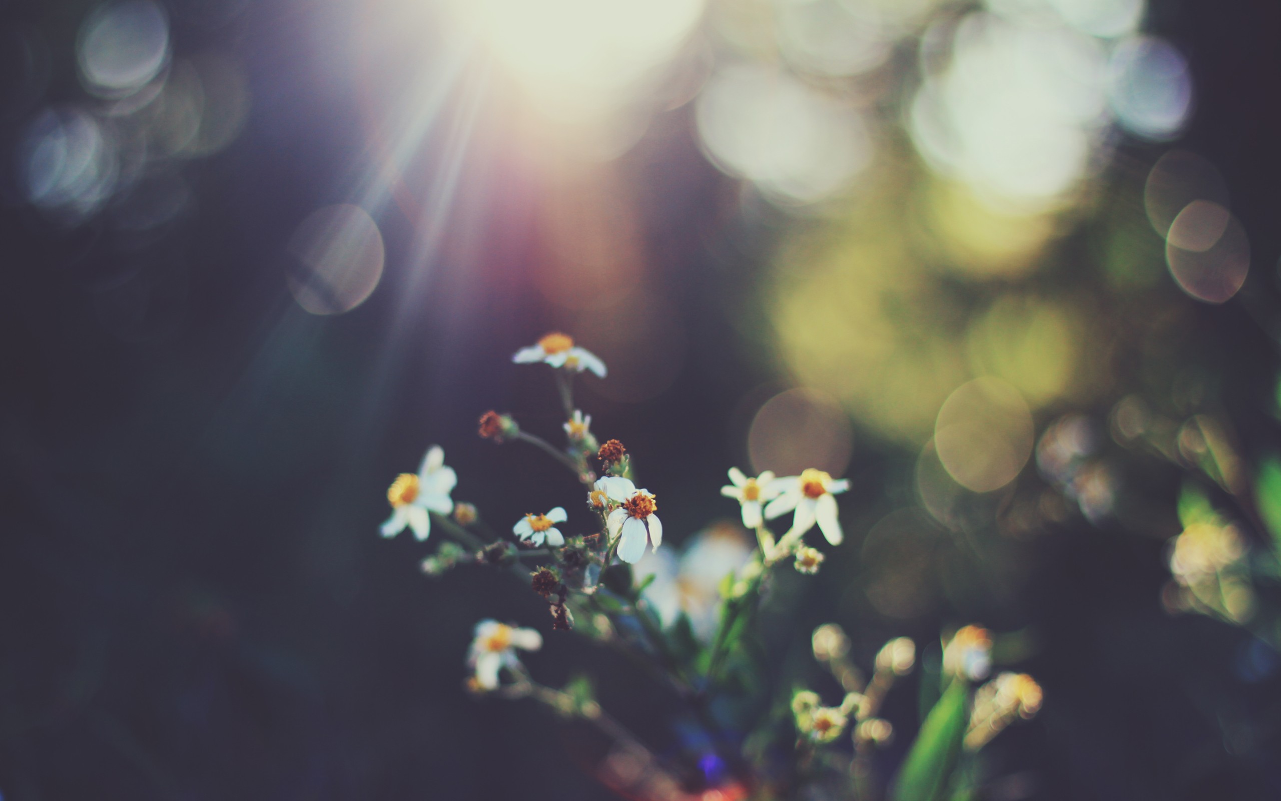 Close-up of small white flowers with sun rays HD Wallpaper