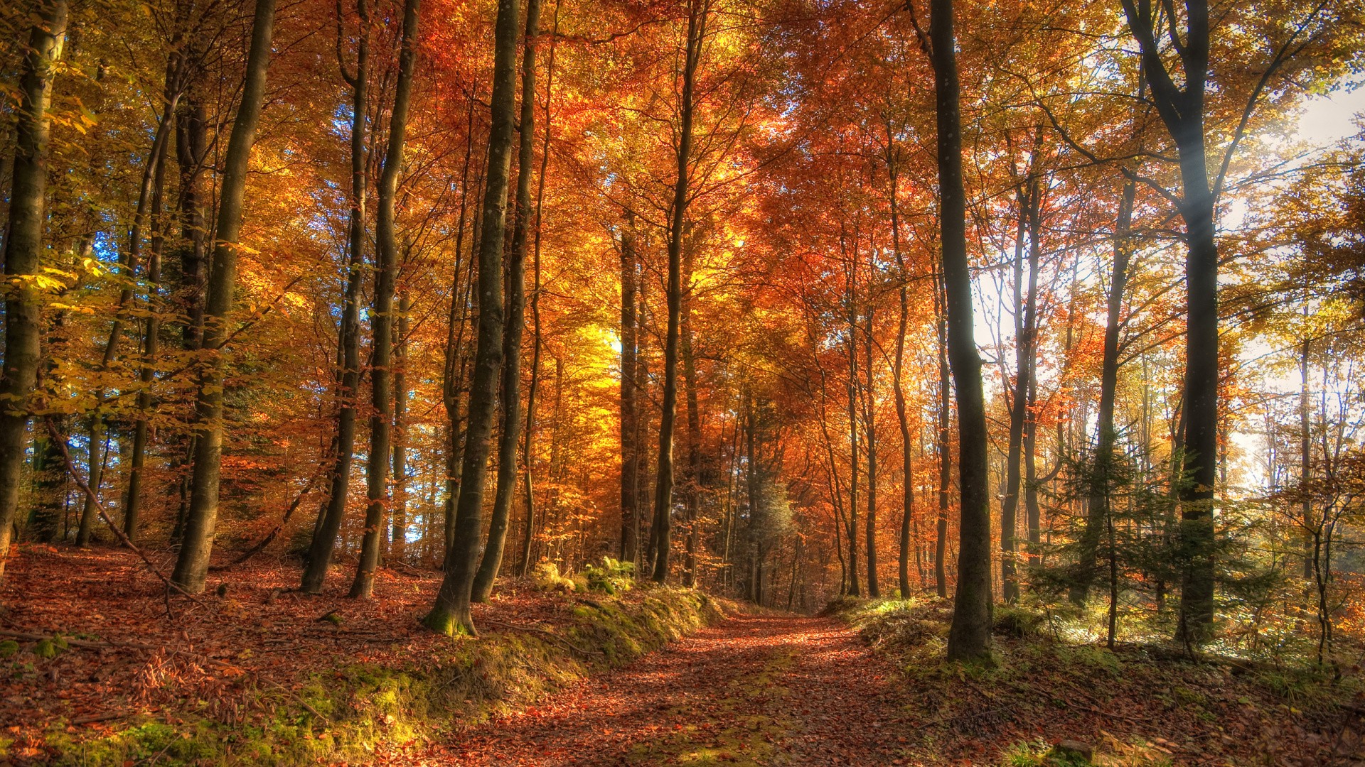 Autumn forest path with colorful trees HD Wallpaper