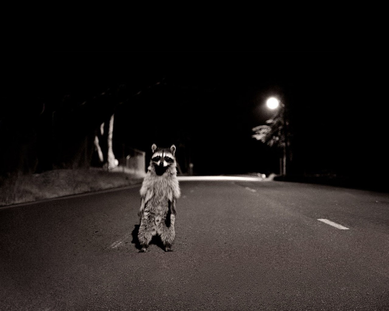 Raccoon standing on a road at night HD Wallpaper