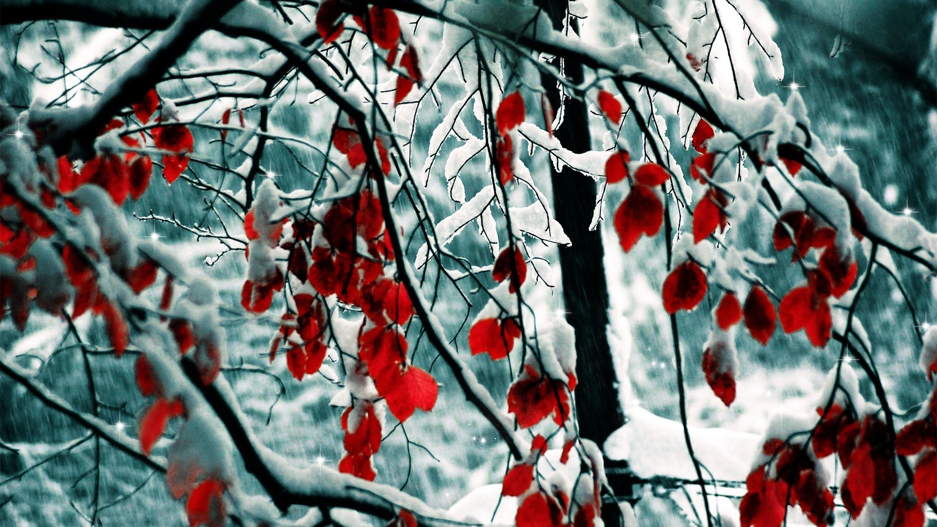 Red leaves on snow-covered branches in winter HD Wallpaper