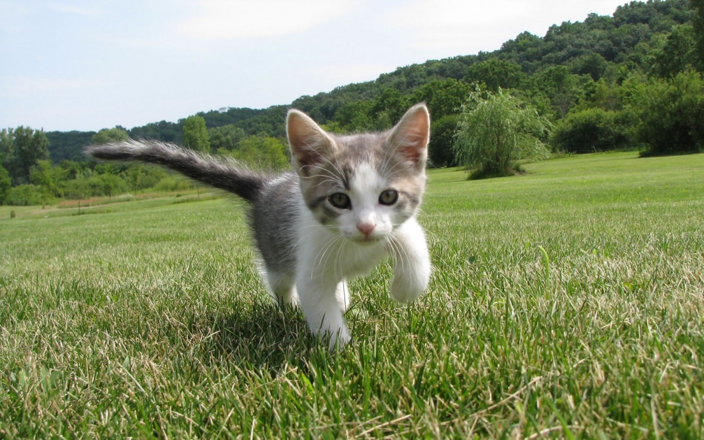 Kitten walking on a grassy field with trees in the background HD Wallpaper