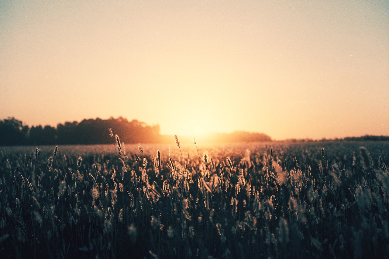 Sunlight over a field of tall grass HD Wallpaper