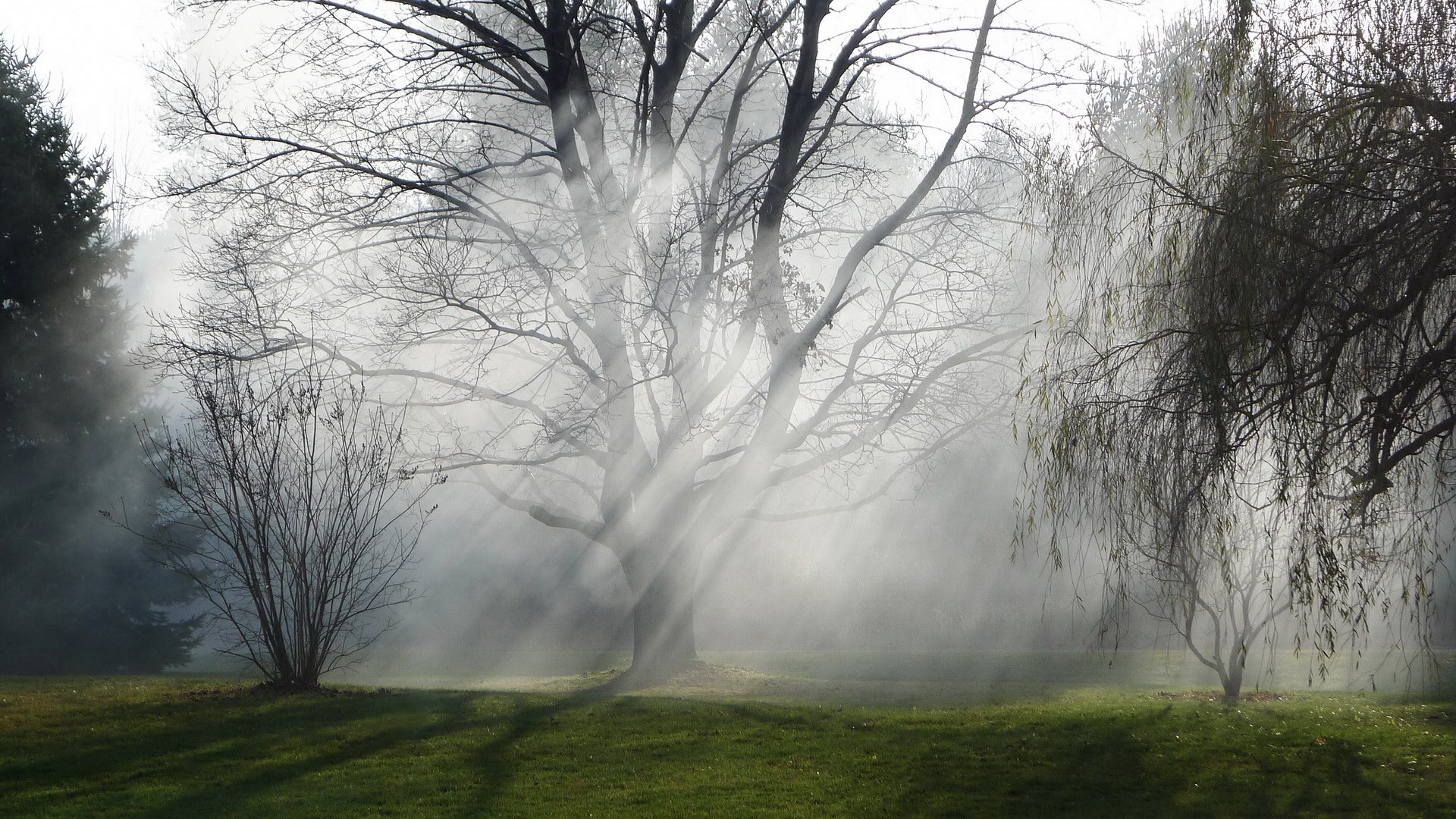 Sunlight beams through bare trees in a misty forest clearing HD Wallpaper
