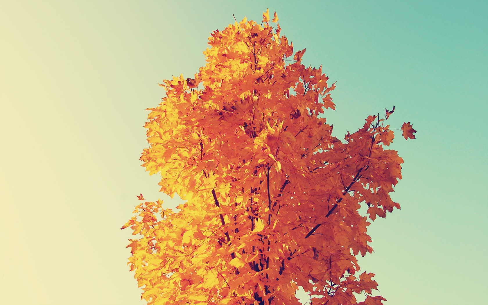 Autumn maple tree with orange and yellow leaves HD Wallpaper