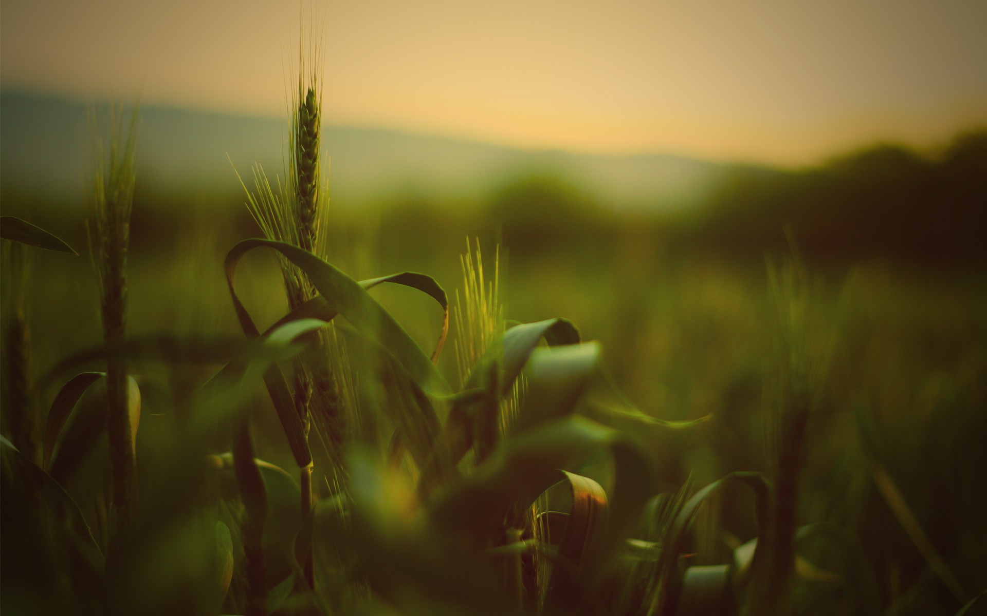 Wheat field at sunset with shallow depth of field HD Wallpaper