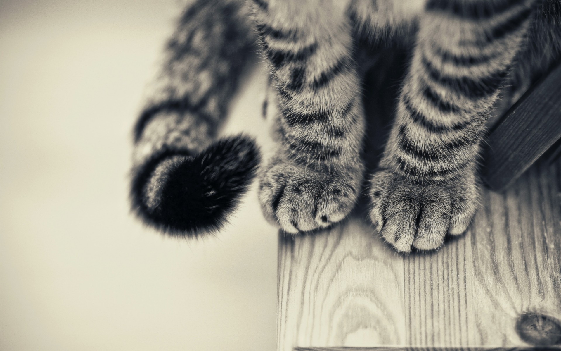 Close-up of a tabby cat's paws and tail HD Wallpaper