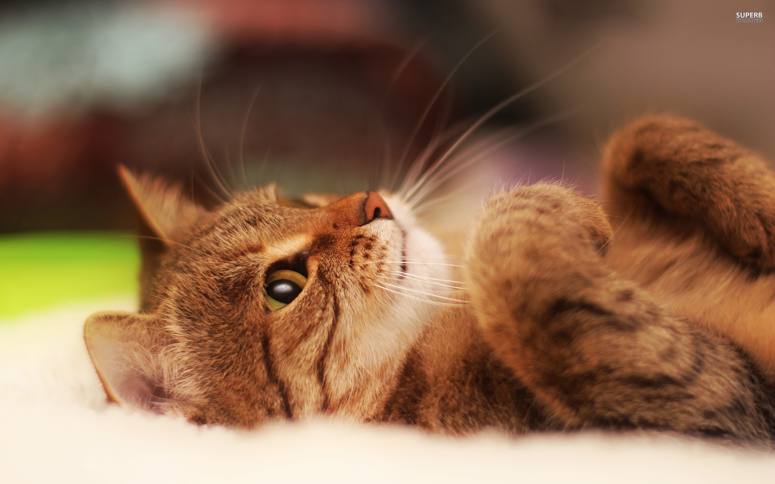 A tabby cat lying on its back HD Wallpaper