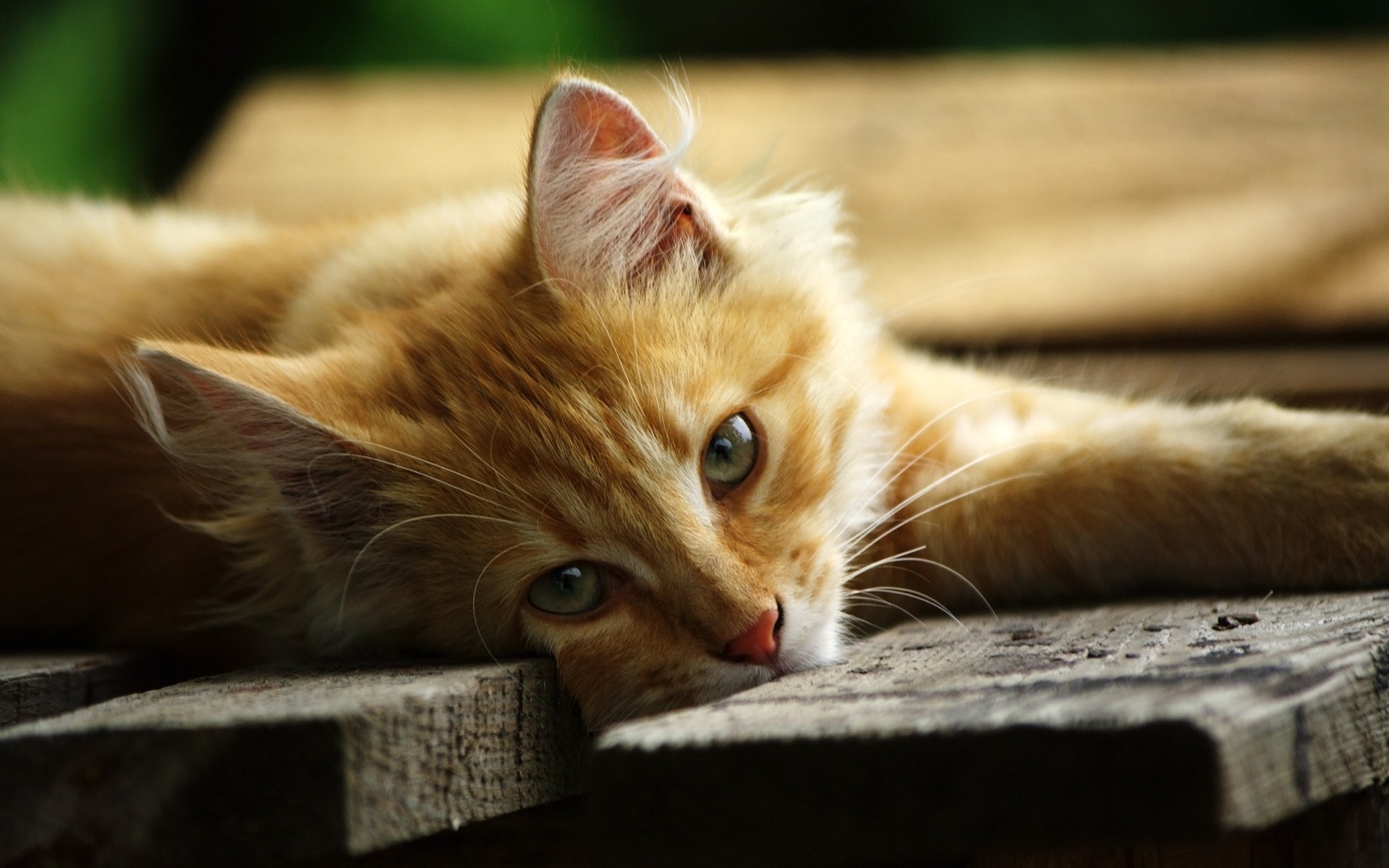 Orange cat lying on a wooden surface HD Wallpaper