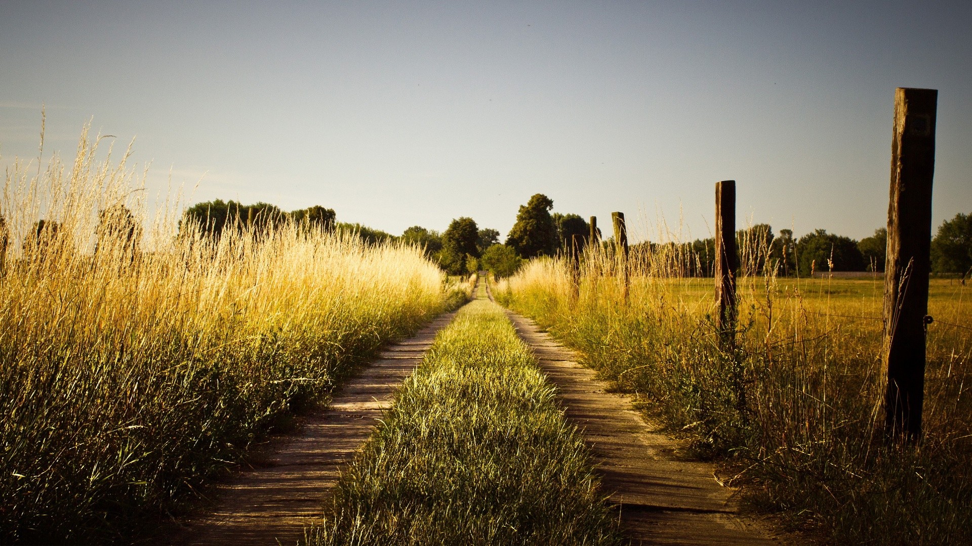 A dirt path through a grassy field with trees HD Wallpaper