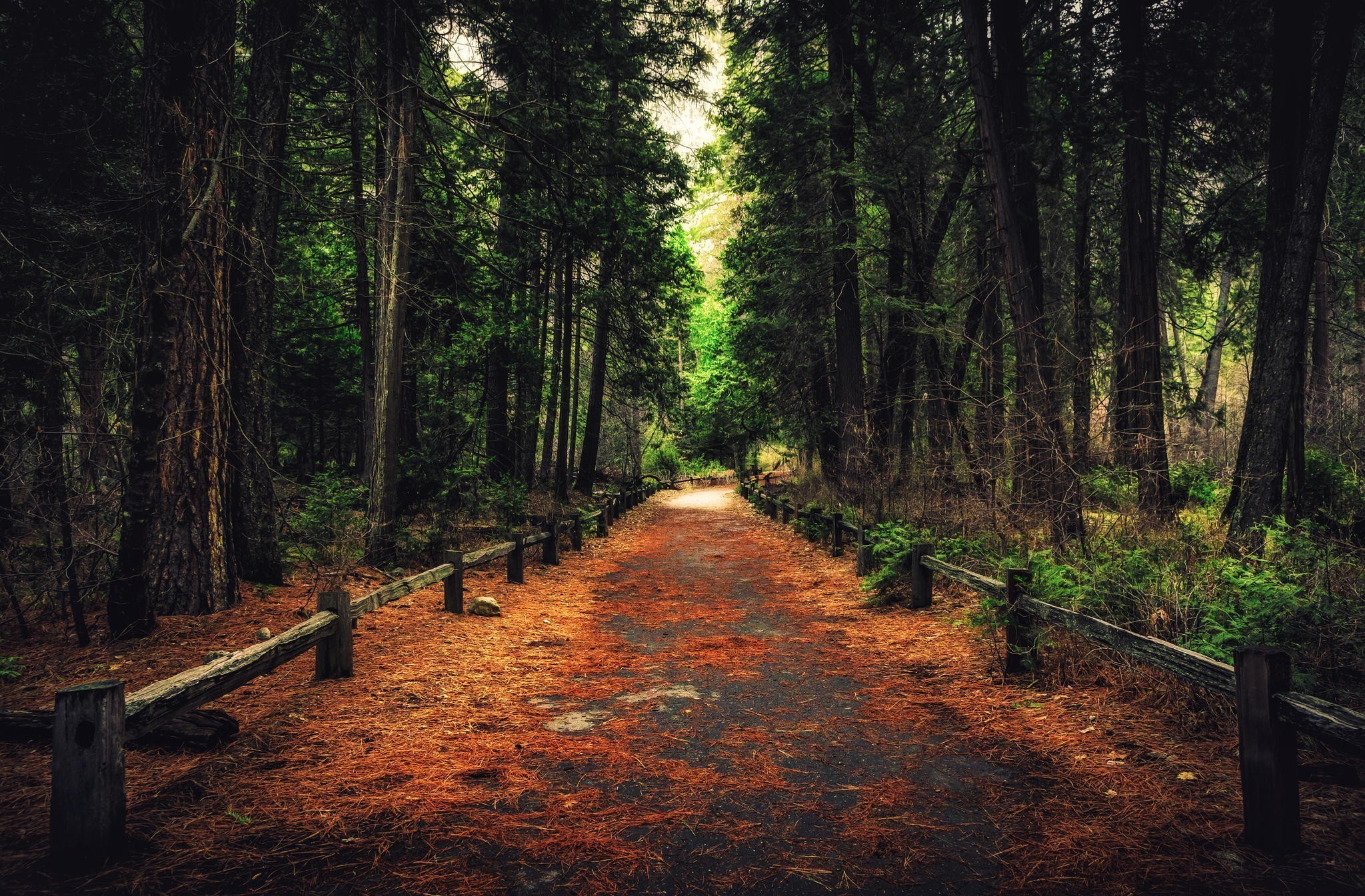 Pathway through a dense forest with fallen leaves HD Wallpaper