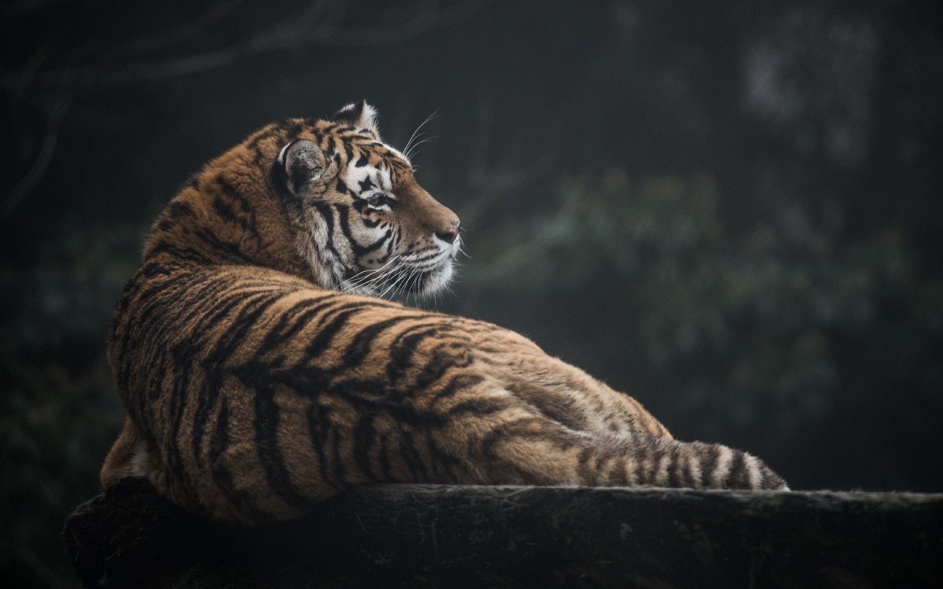Tiger resting on a log in a dark forest HD Wallpaper