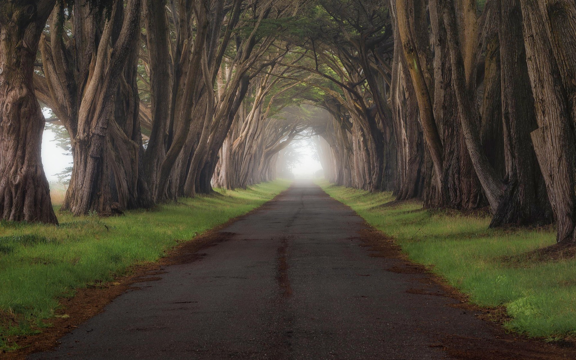 A road through a tunnel of trees HD Wallpaper