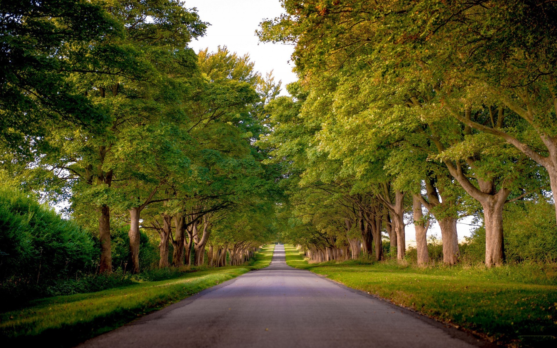 A tree-lined road stretching into the distance HD Wallpaper