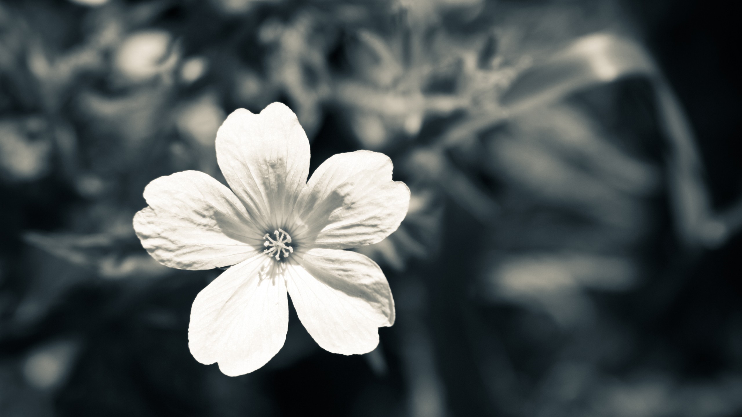 Monochrome macro shot of a single white flower HD Wallpaper