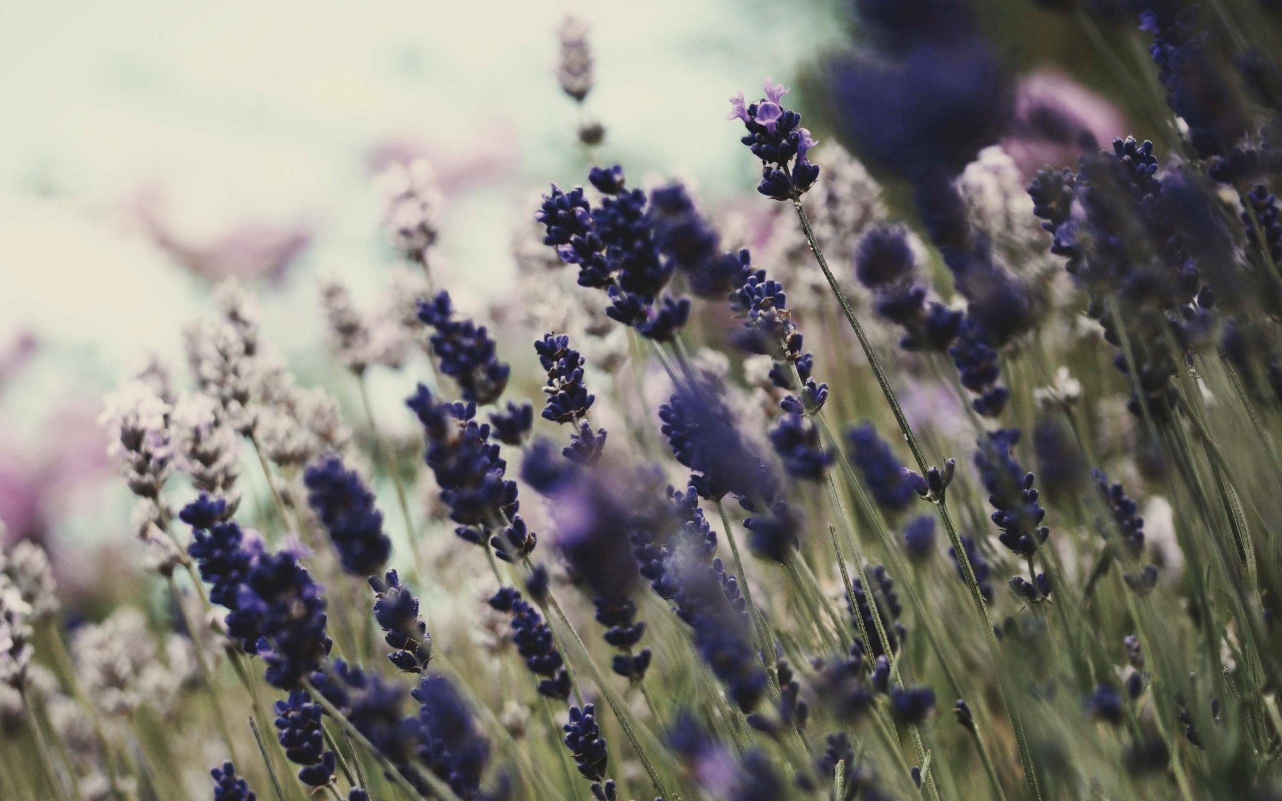 Close-up of purple and white lavender flowers HD Wallpaper