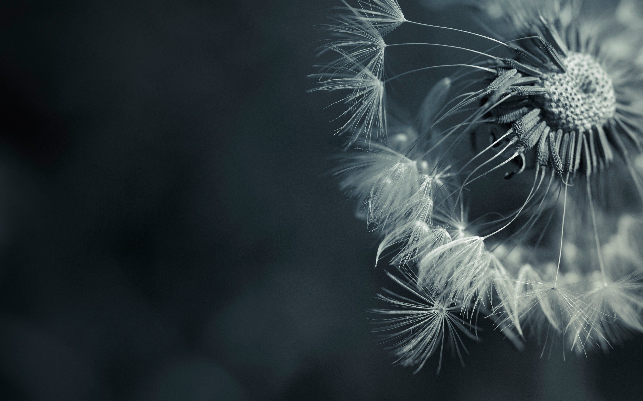 Macro view of a dandelion seed head HD Wallpaper