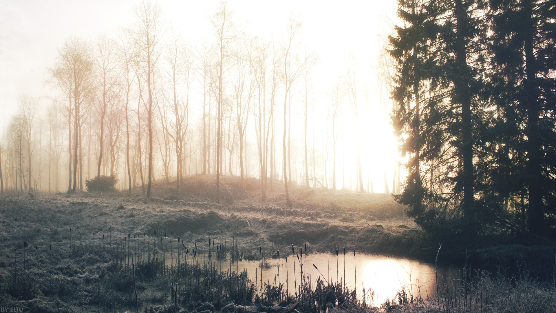 Misty forest with a pond at sunrise HD Wallpaper