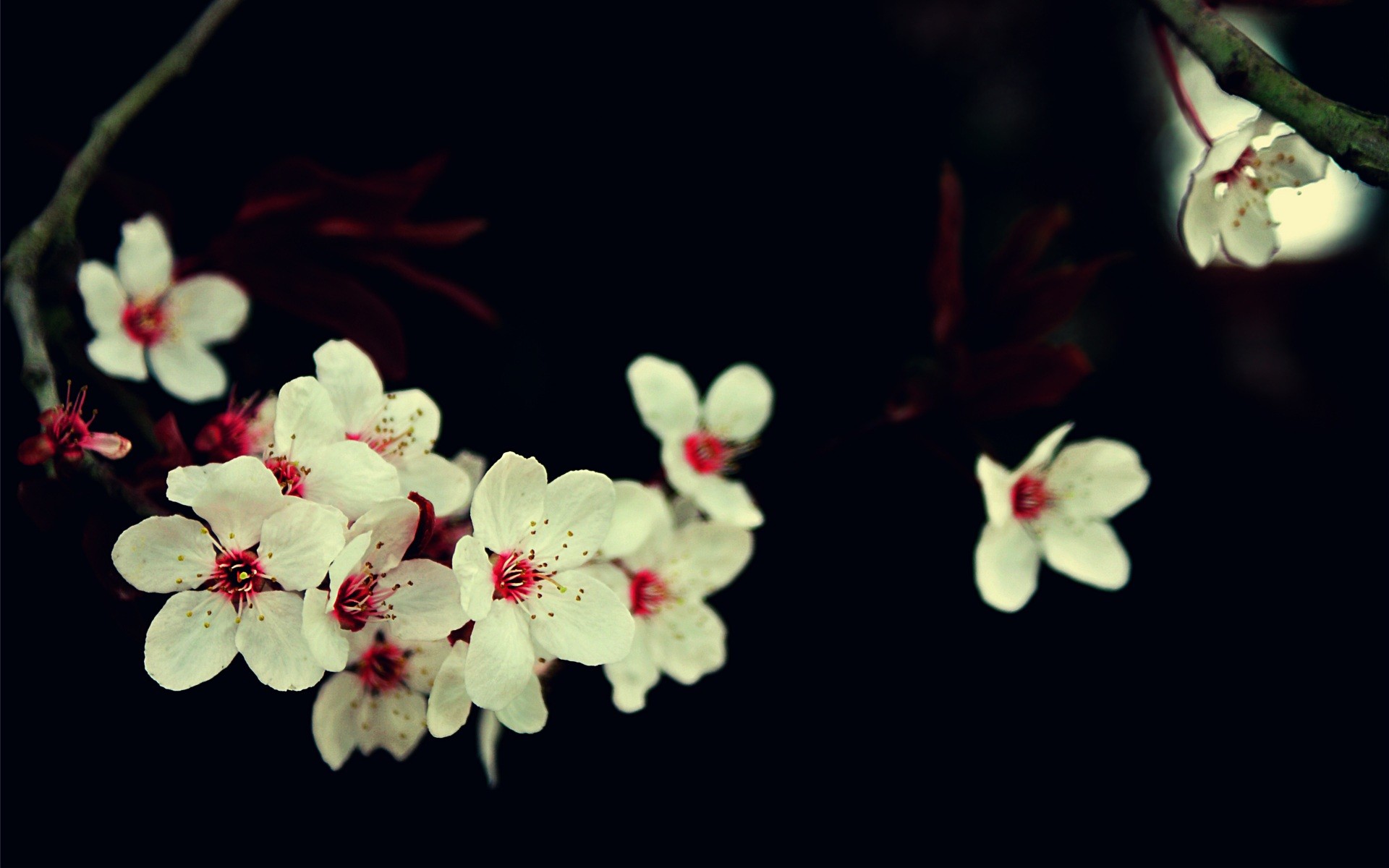 White cherry blossoms with red centers on a dark background HD Wallpaper