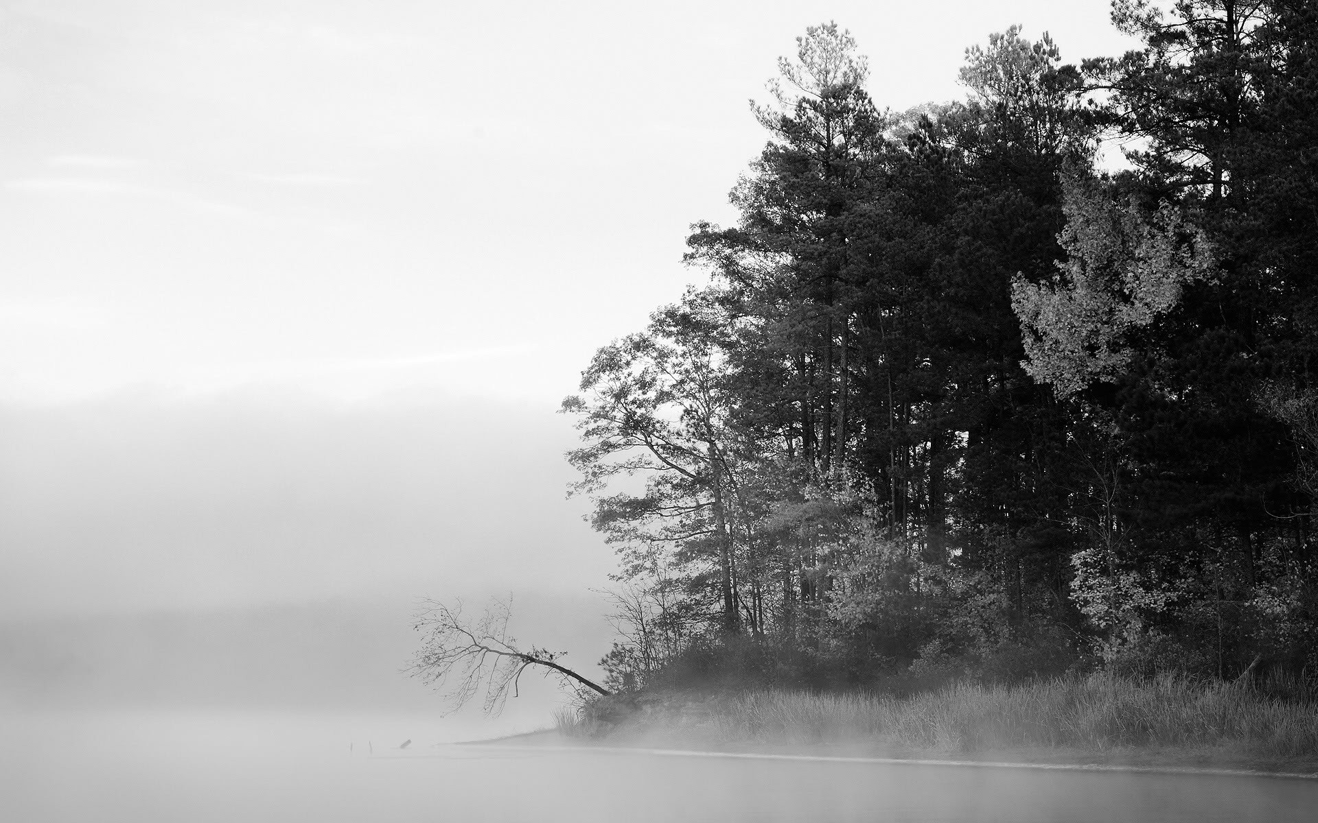 Misty lake shore with trees and fog HD Wallpaper