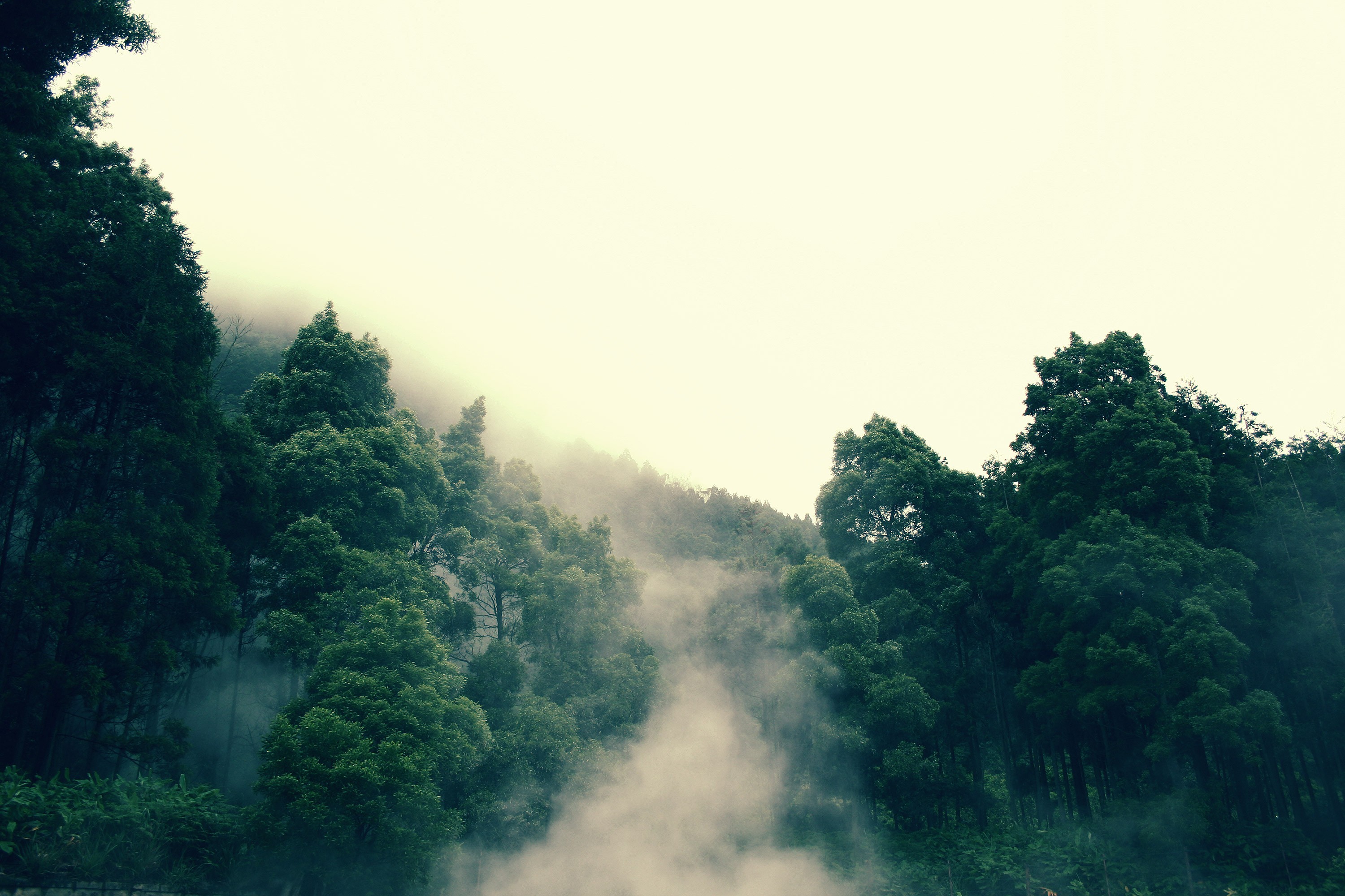 Misty forest with tall green trees HD Wallpaper