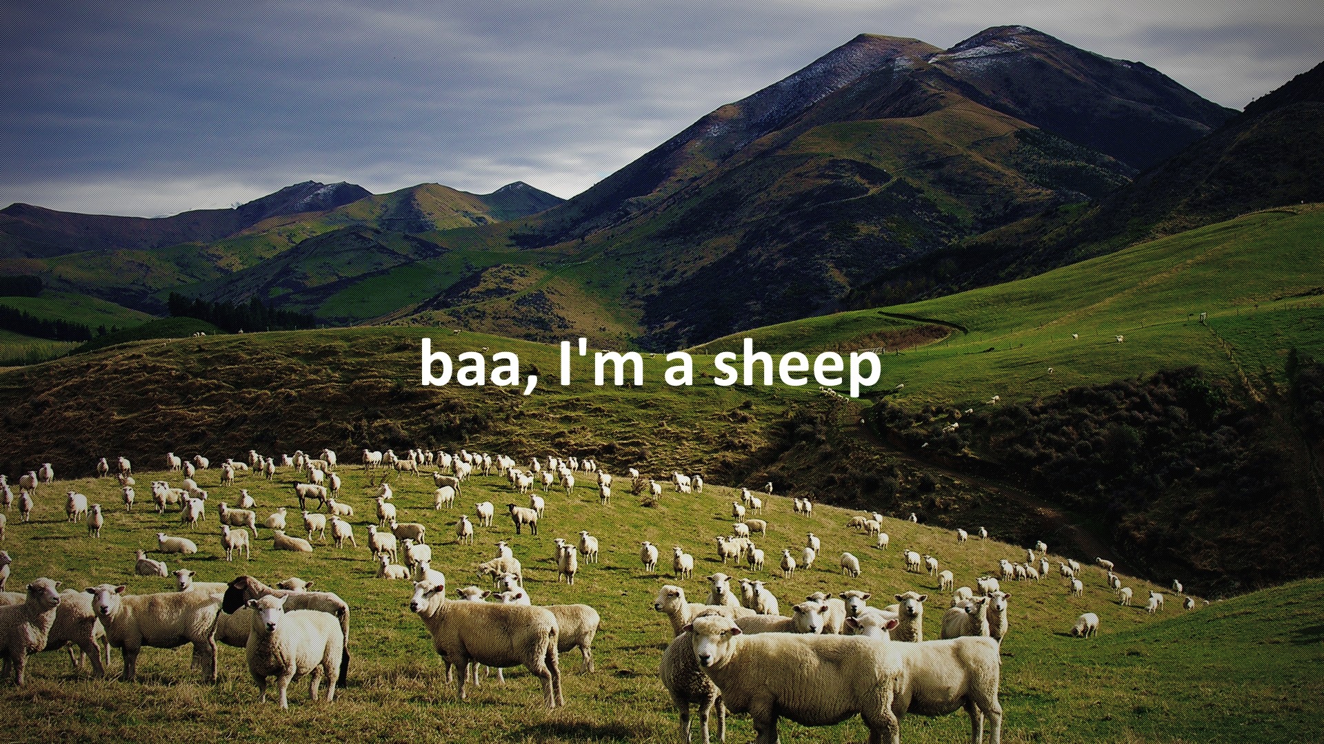 A flock of sheep on a grassy hillside HD Wallpaper