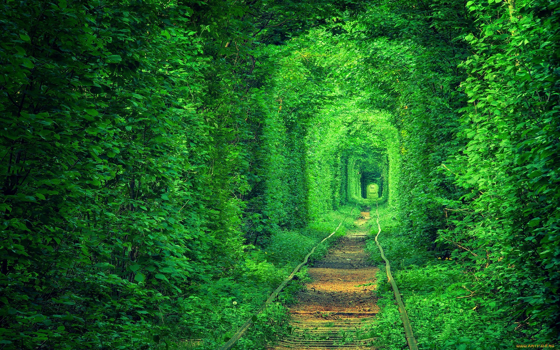 Green tunnel of trees over railway tracks HD Wallpaper
