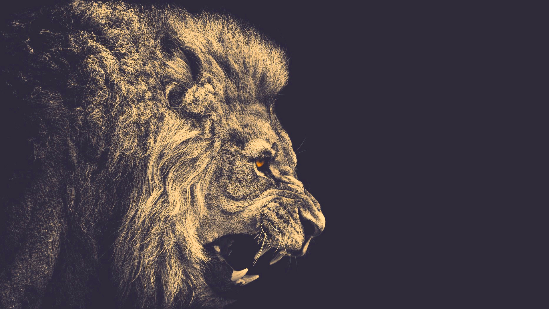 Close-up of a roaring lion with sepia tones HD Wallpaper