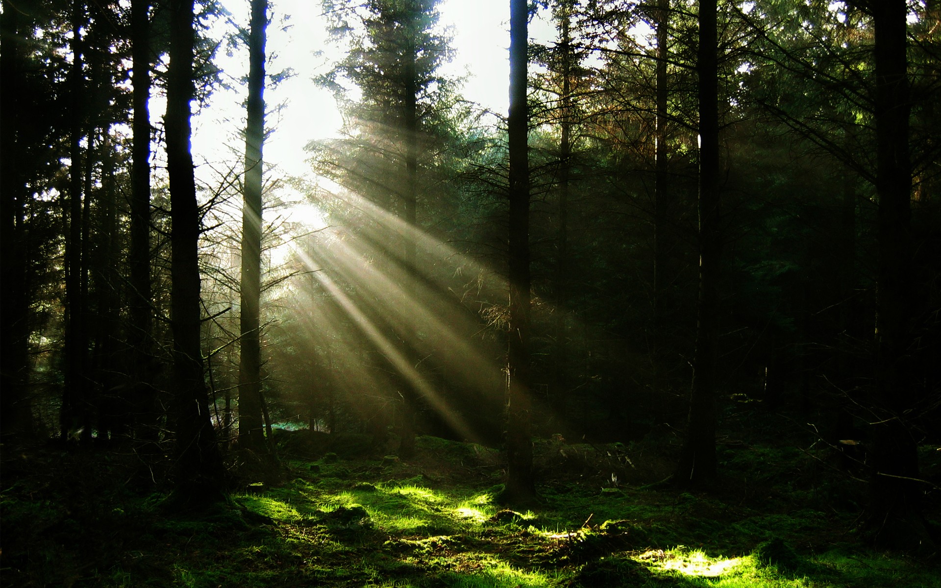 Sun rays filtering through a dark forest HD Wallpaper