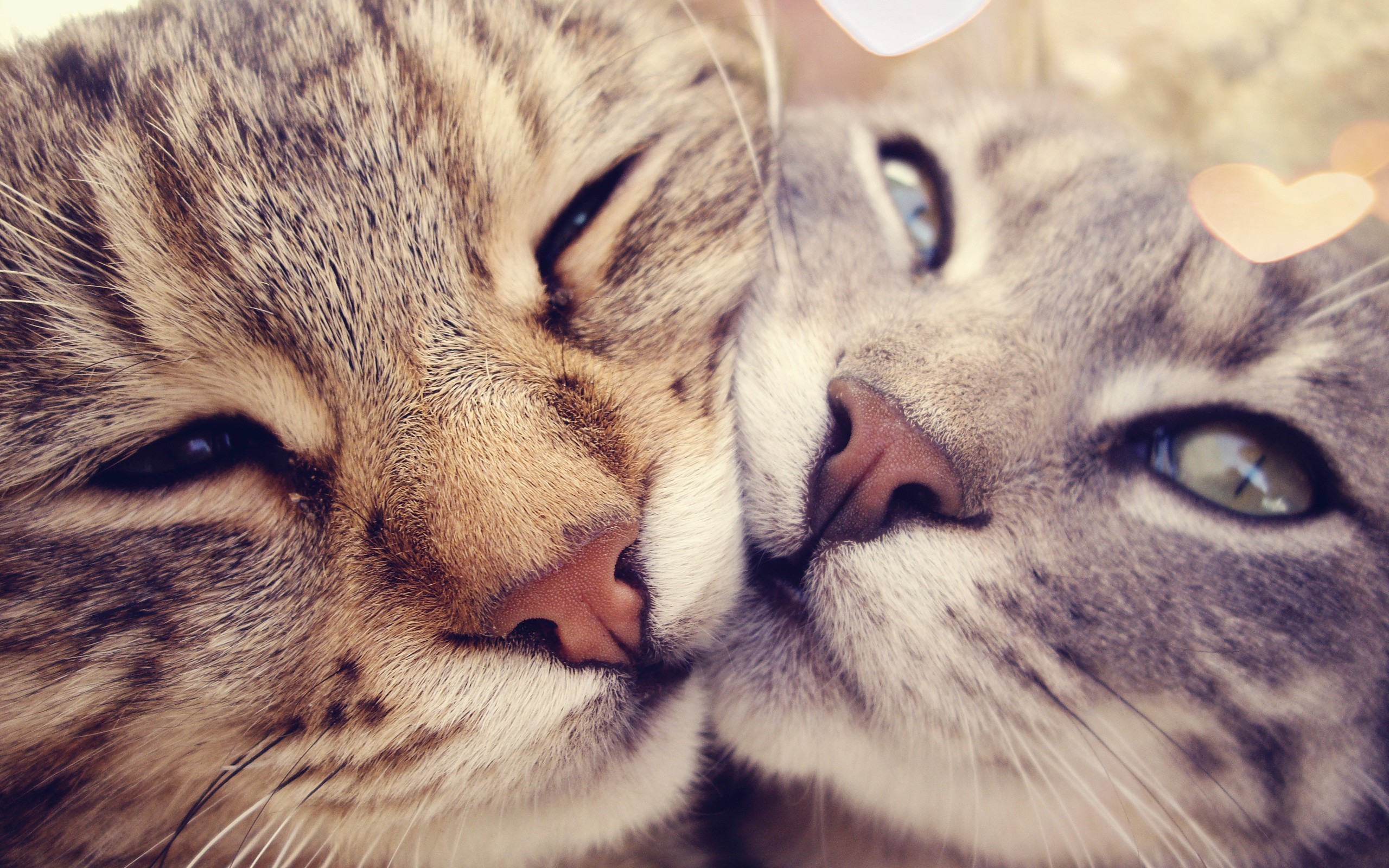 Two cats nuzzling closely together HD Wallpaper